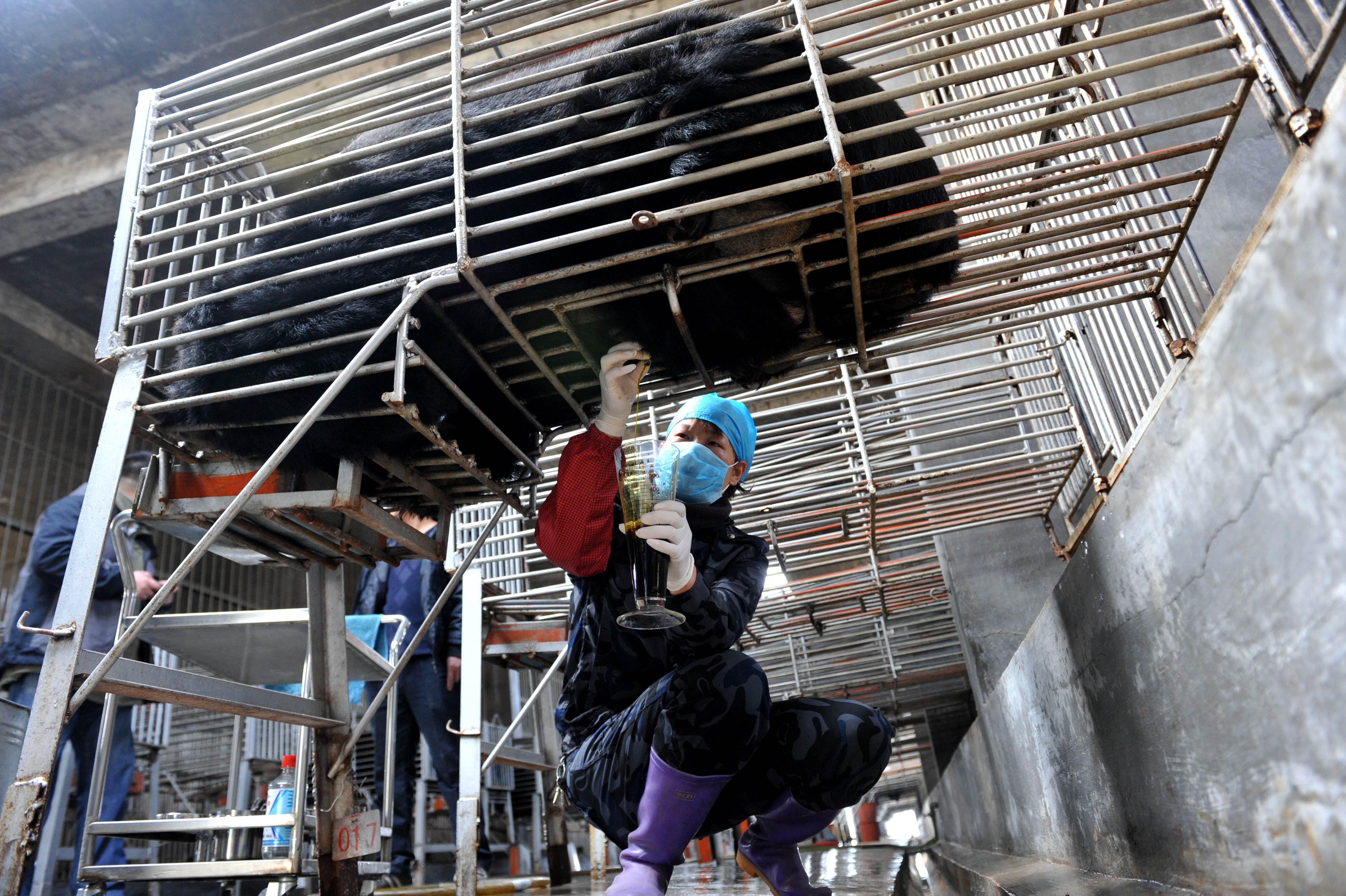 Chinese workers collect bear bile, at one of the traditional Chinese medicine company Guizhentang's controversial bear bile farms in Hui'an, southeast China's Fujian province on February 22, 2012. Bear bile has long been used in China to treat various health problems, despite skepticism over its effectiveness and outrage over the bile extraction process, which animal rights group say is excruciatingly painful for bears. CHINA OUT AFP PHOTO
