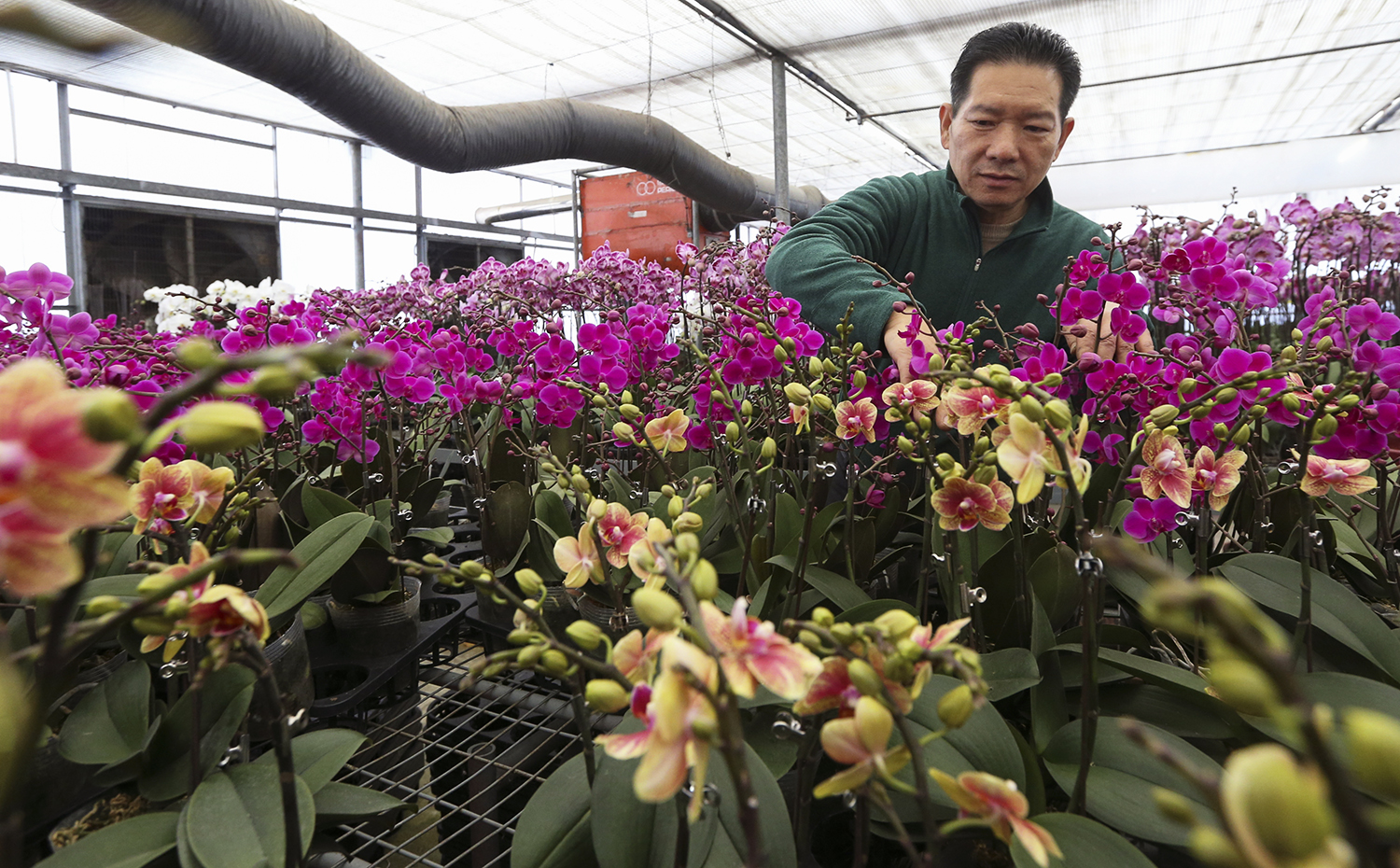 Yeung Siu-lung looks tends to flowers in one of 10 greenhouses at his Chiba Garden in Yuen Long. Photo: Felix Wong