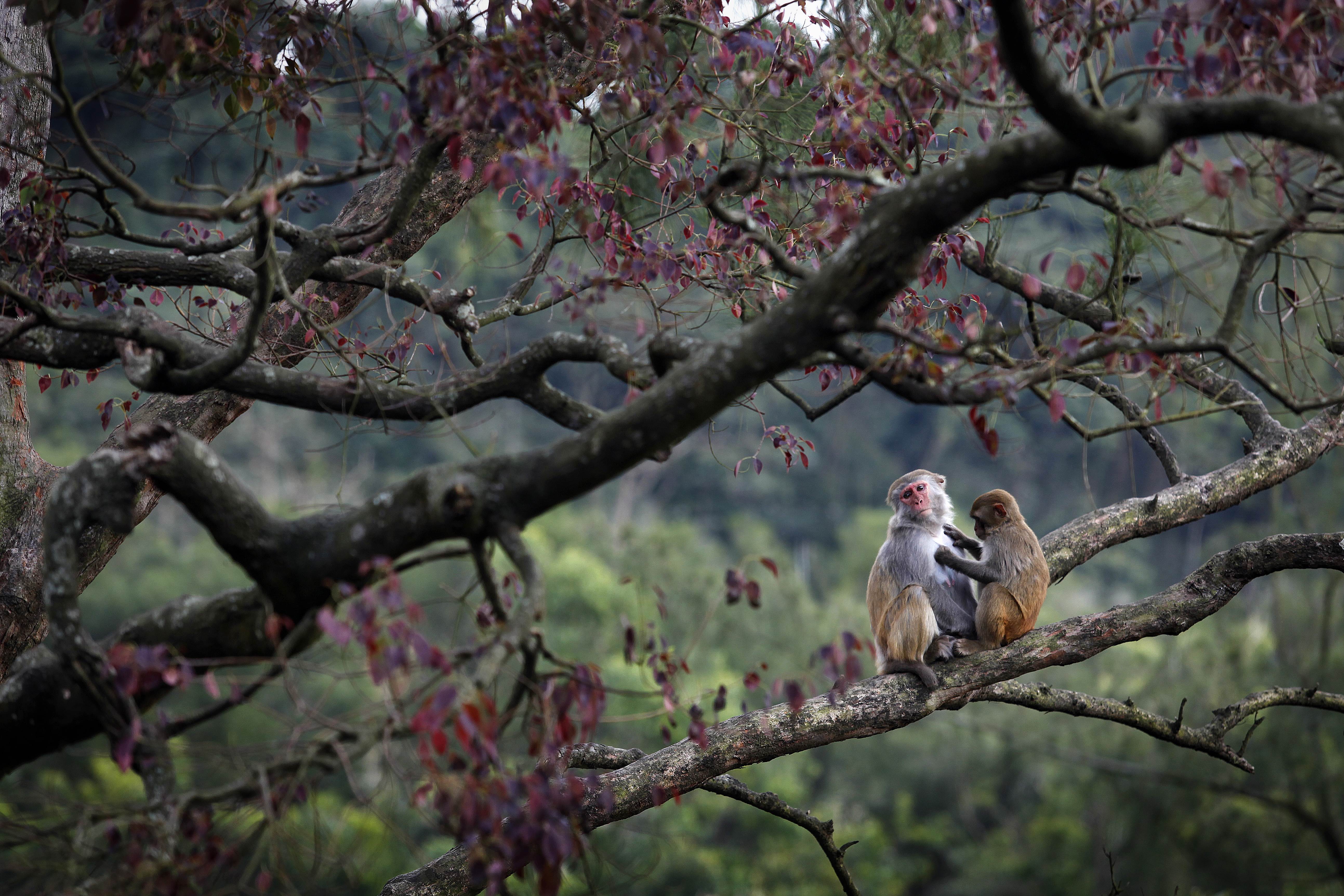 A pair of monkeys in Kam Shan Country Park. Photo: AFP