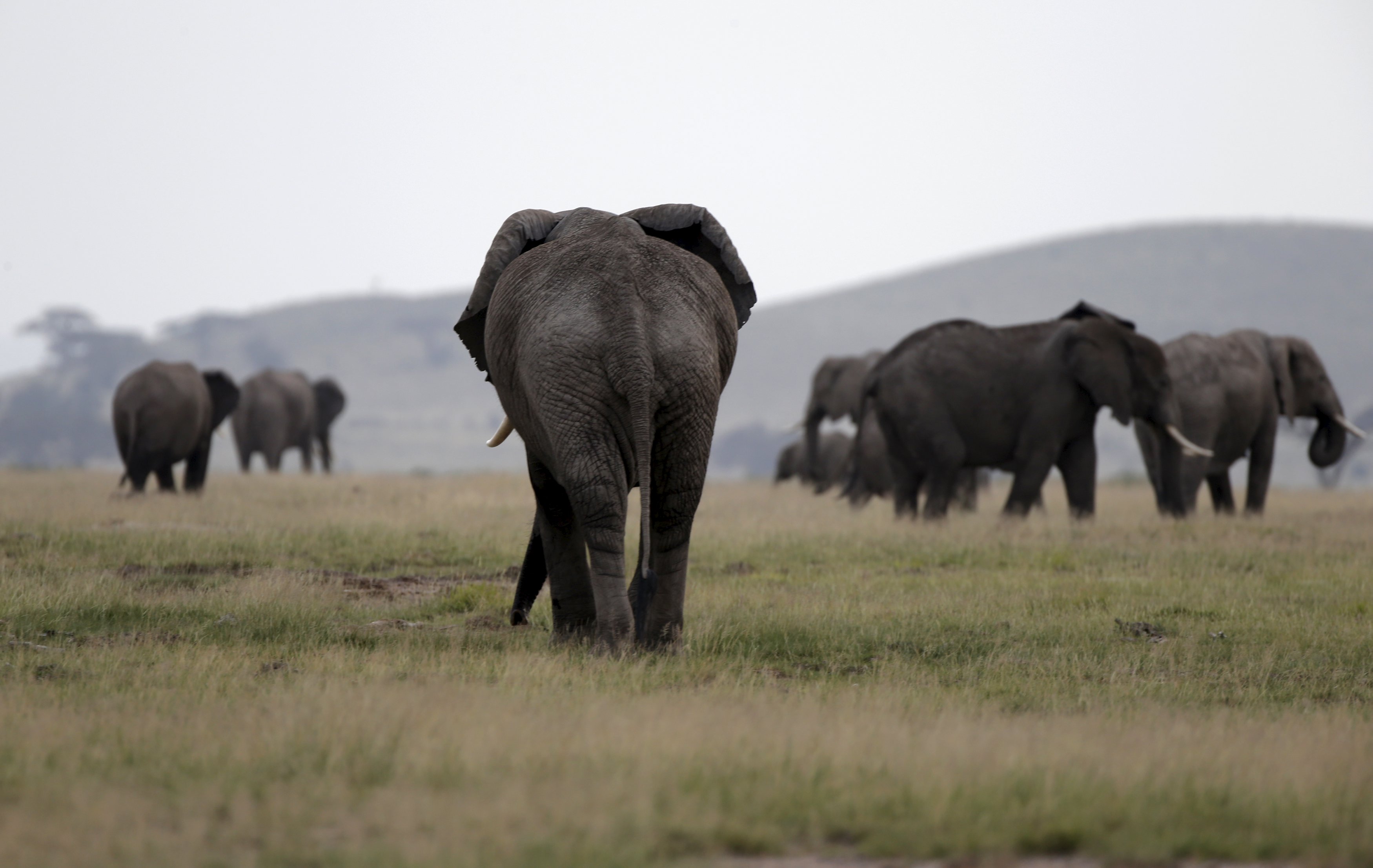Elephants roam the Amboseli National Park in Kenya. The very survival of the species is now at stake. Photo: Reuters