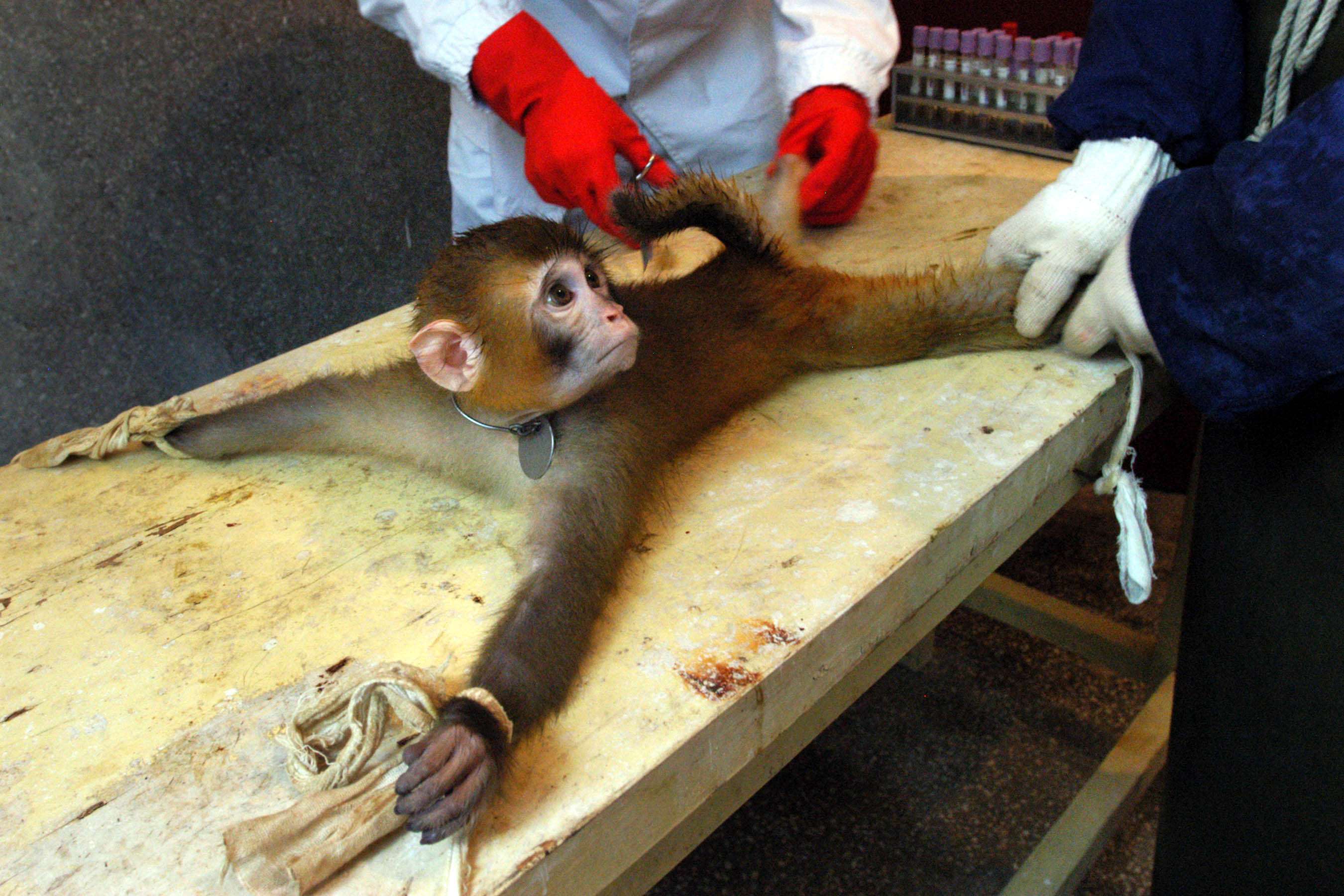 There are cruelty-free alternatives to using live animals for scientific research and medical training. Photo: Xinhua
