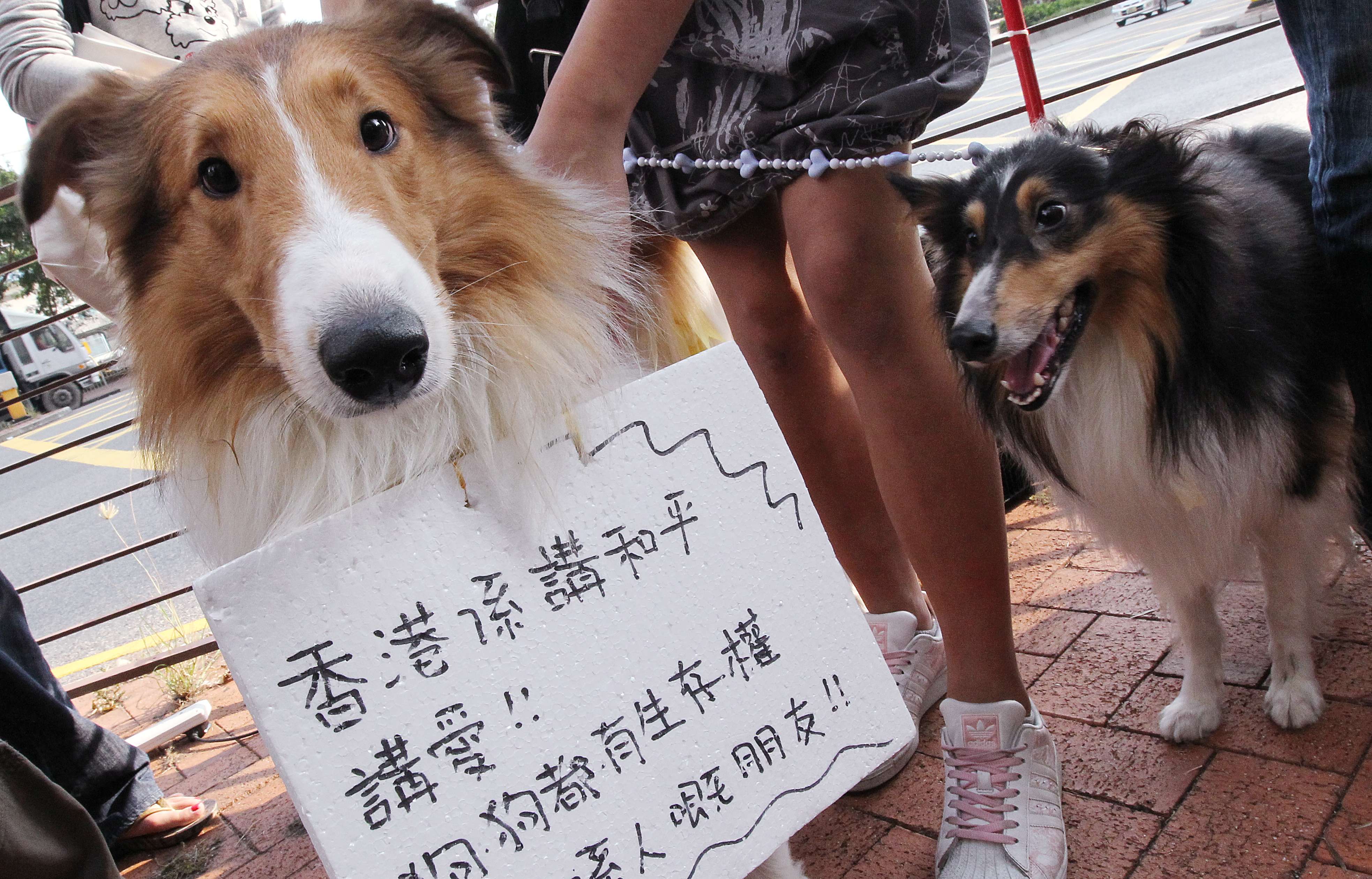 A protest at a private estate in 2010 when the owners’ committee voted to ban keeping pets in the estate. Photo: SCMP Pictures