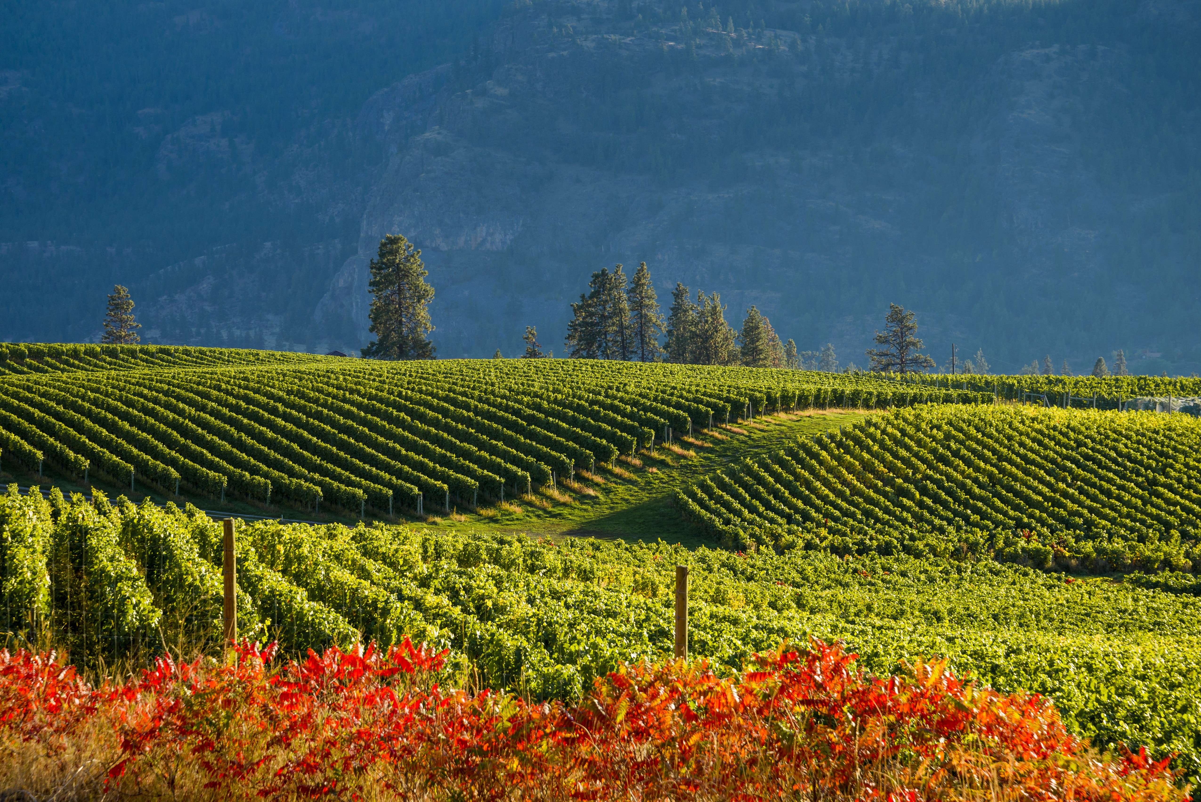 Vineyard in the Okanagan Valley in British Columbia. Photo: Corbis