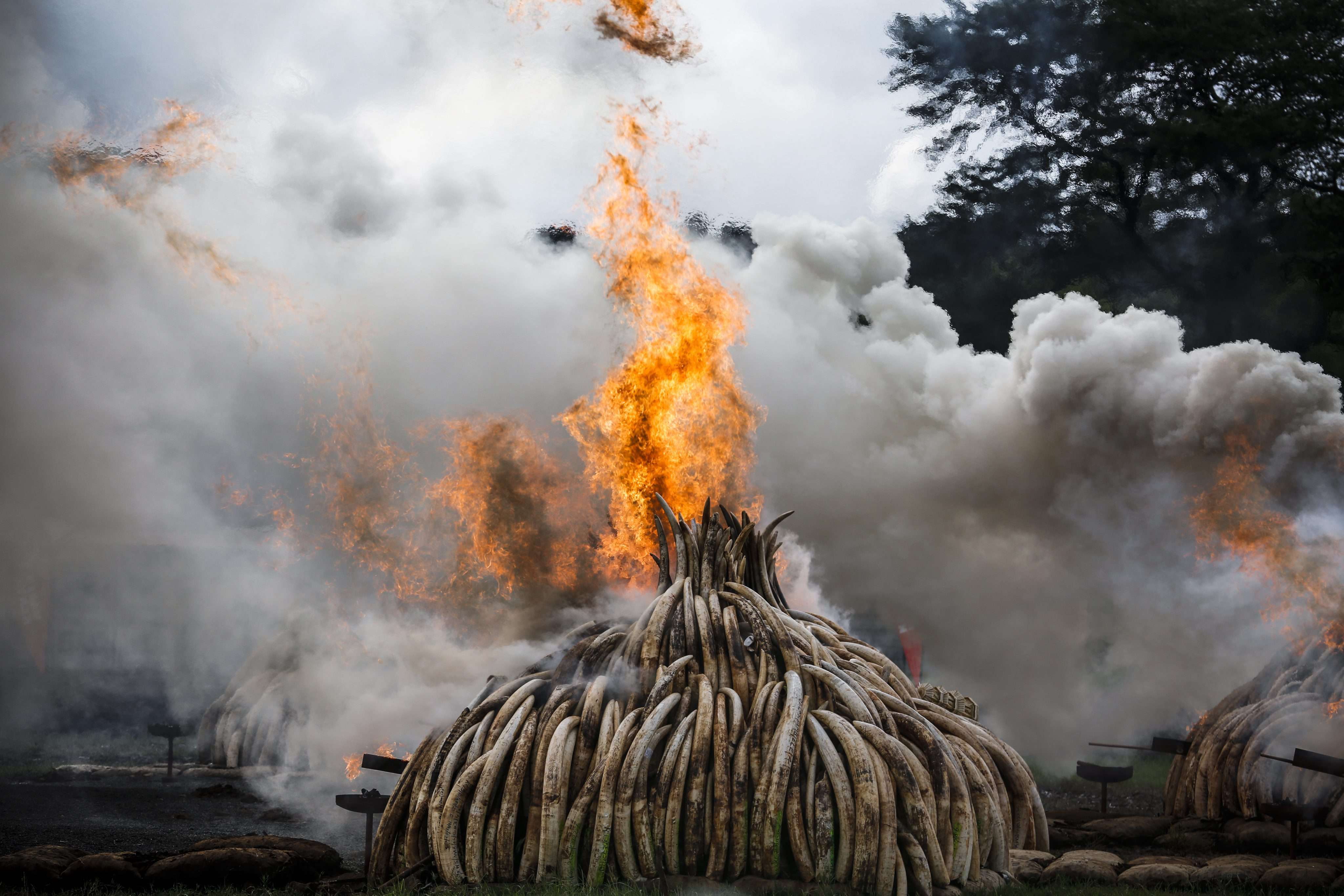 A pile of elephant tusks burns in the Nairobi National Park, Kenya, on April 30. Photo: EPA