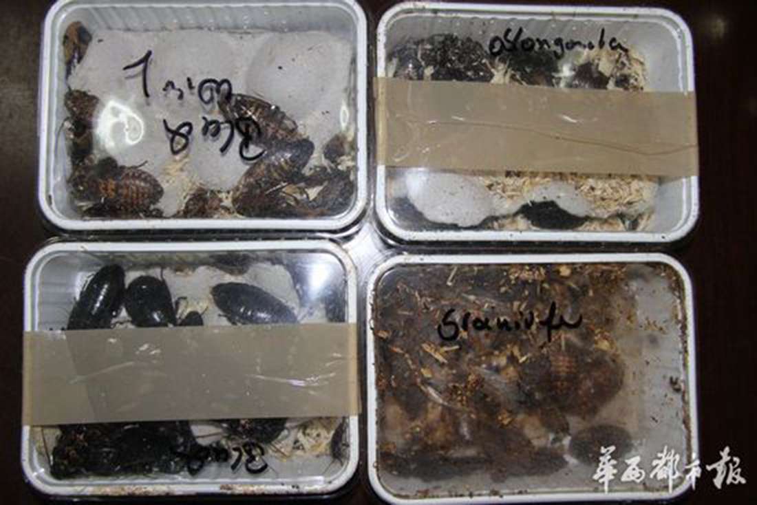 The four boxes of giant cockroaches from Germany found by customs officers in Chengu. Photo: West China City Daily