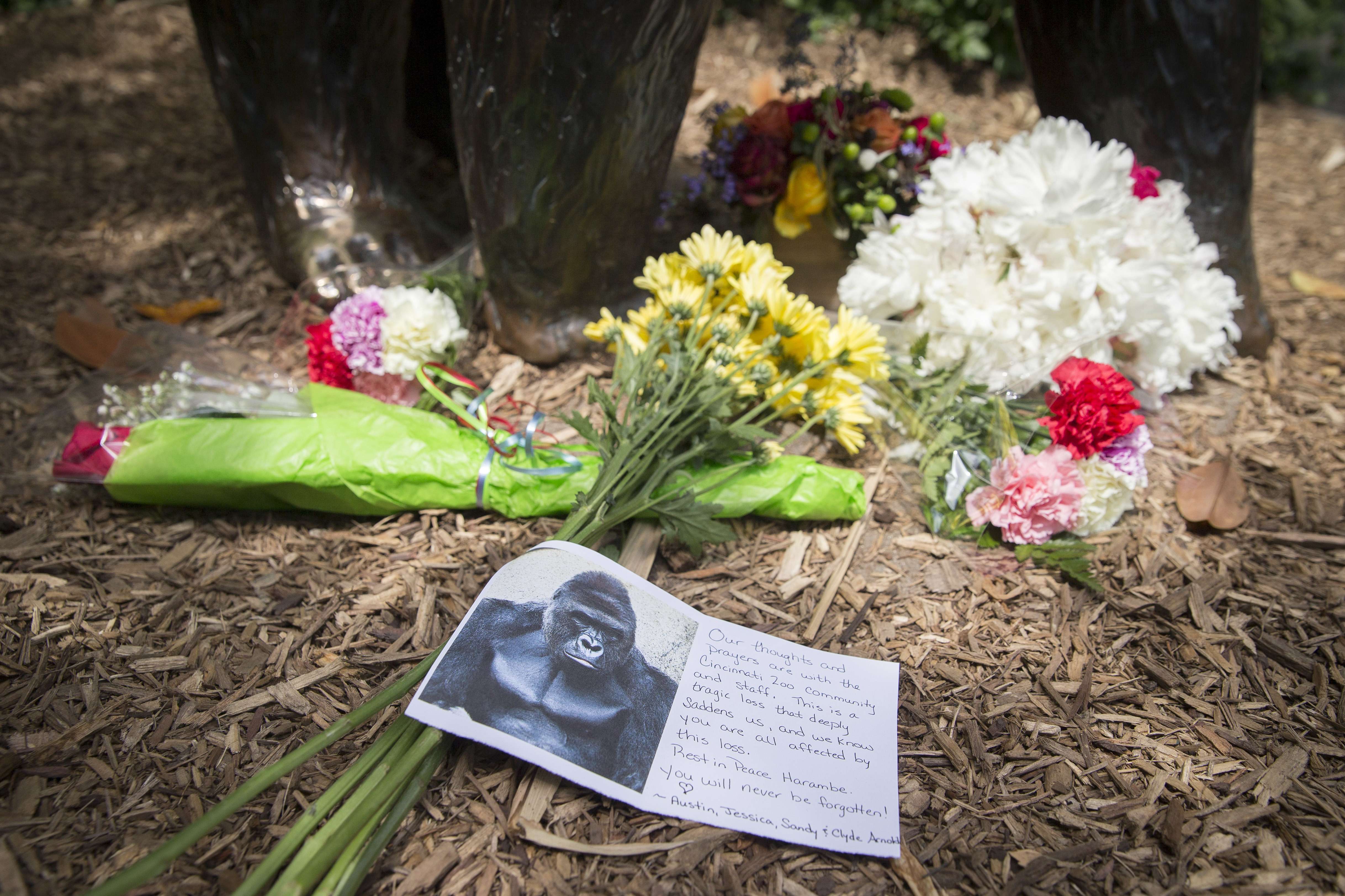 A sympathy card lies at the feet of a gorilla statue outside the Gorilla World exhibit at the Cincinnati zoo where a male gorilla named Harambe was killed, for fear he would hurt a young boy who had fallen into his enclosure. Photo: AP