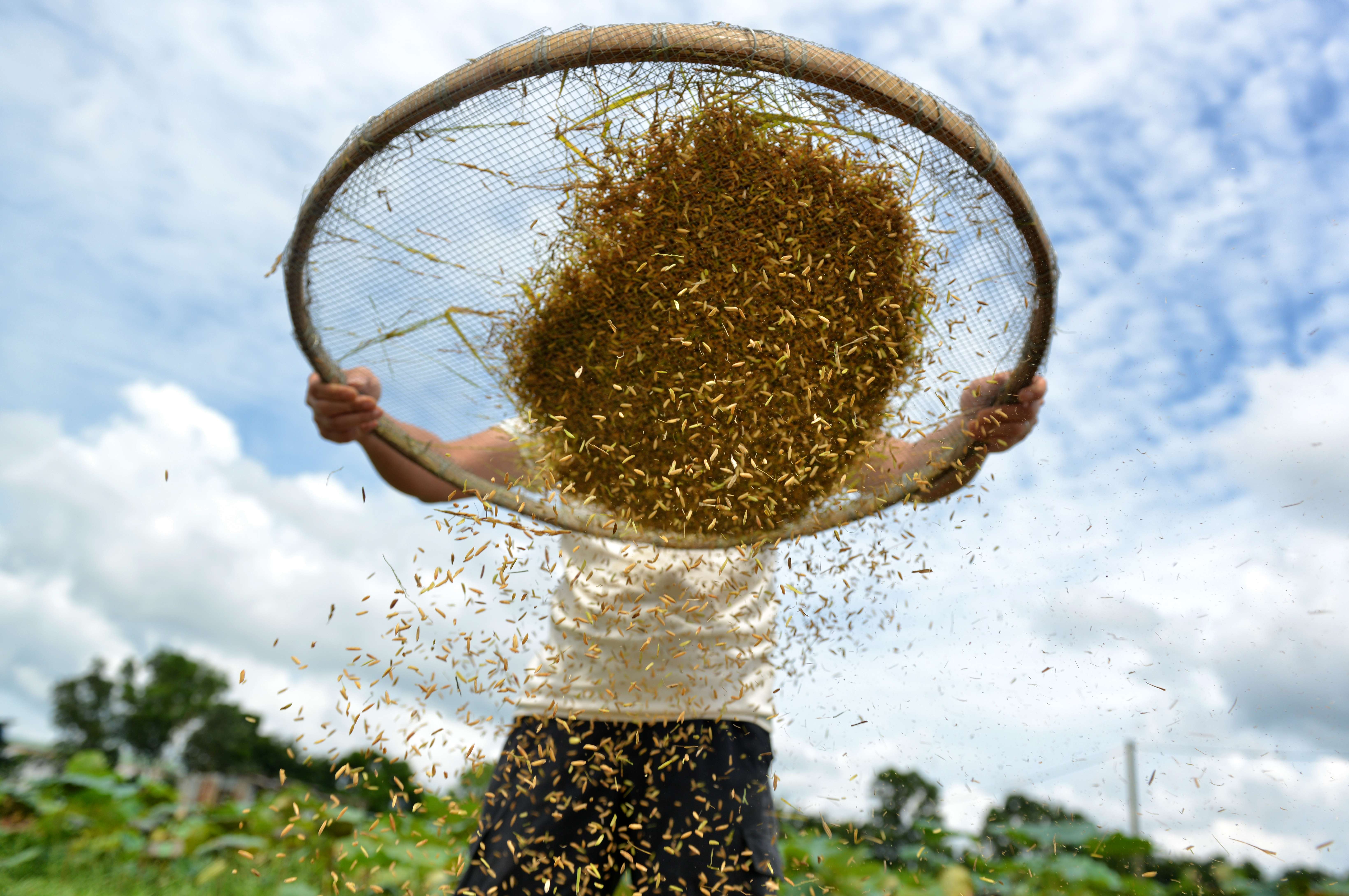 A sieve is used to remove large debris from rice freshly harvested from the paddy fields in Long Valley, Sheung Shui. Photo: Thomas Yau