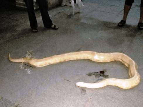 A startled family found the unconscious reptile lying on ground inside their residential compound. Photo: Sina.cn