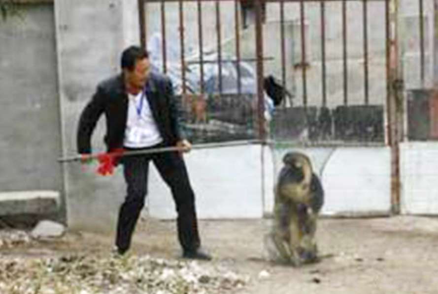 A dogcatcher pictured trying to catch a stray. Photo: Thepaper.cn