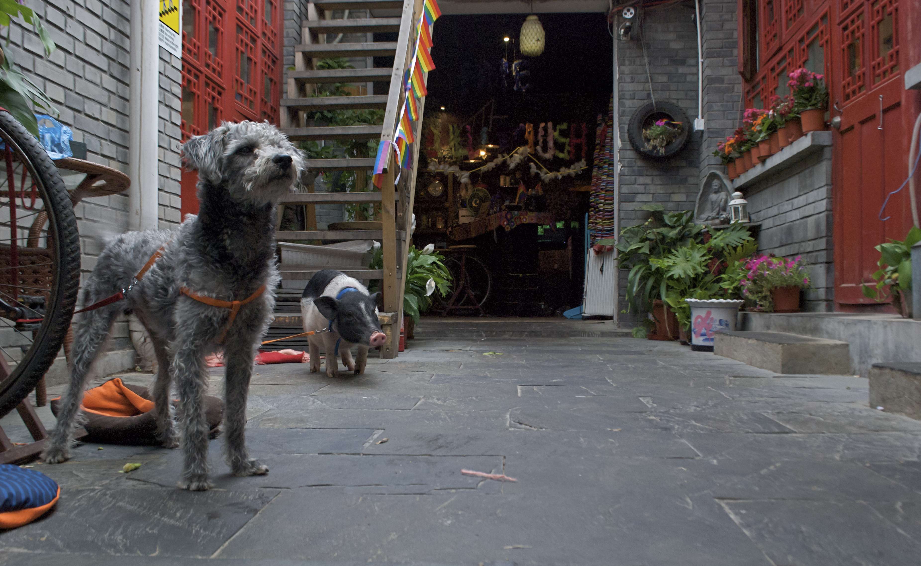 The entrance to Chilli Crush, with resident dog and pig greeting patrons, in Beijing. Photos: Bibek Bhandari.