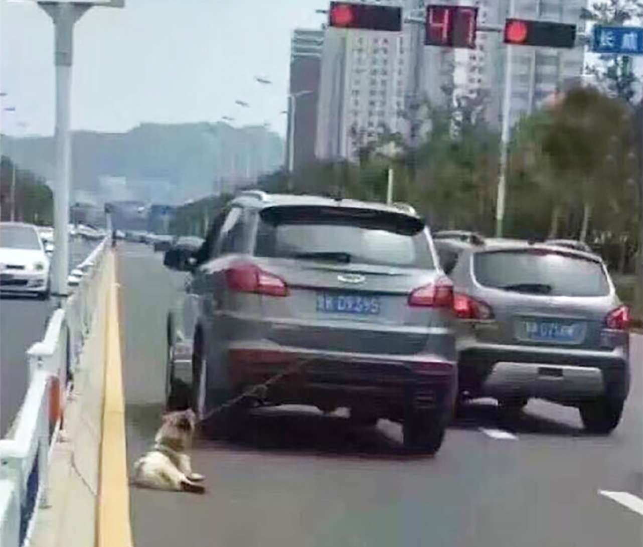 A dog is dragged along the road tied to a vehicle. SCMP Pictures