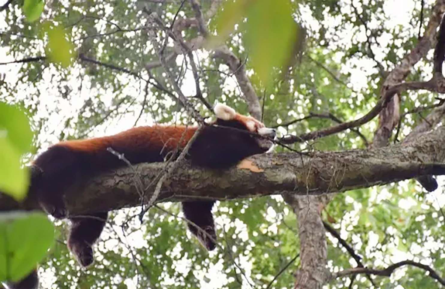 An escaped red panda rests in a tree before being recaptured. Photo: SCMP Pictures