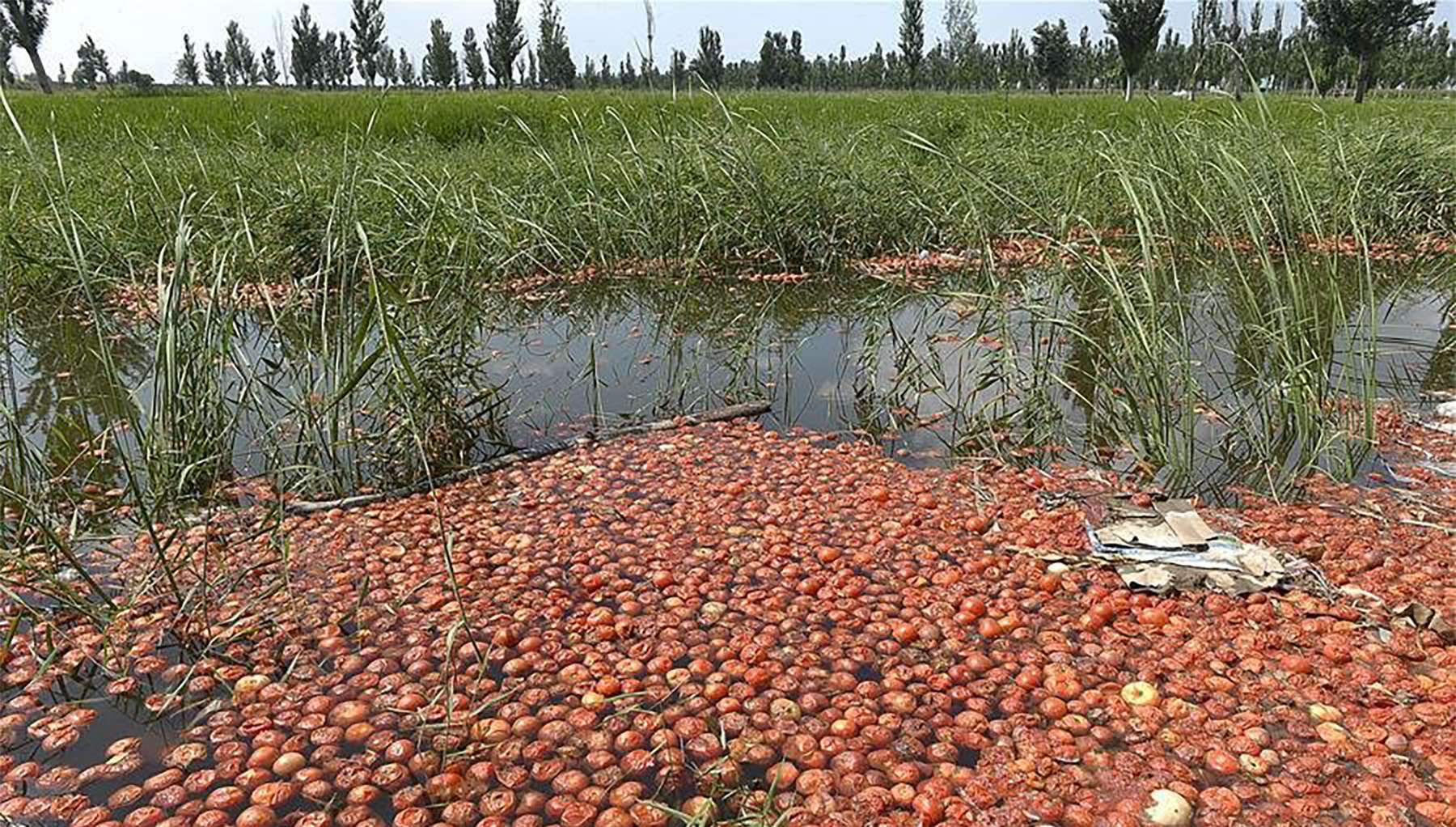 Tomatoes are being left to rot because of a surplus on the market. Photo: SCMP Pictures