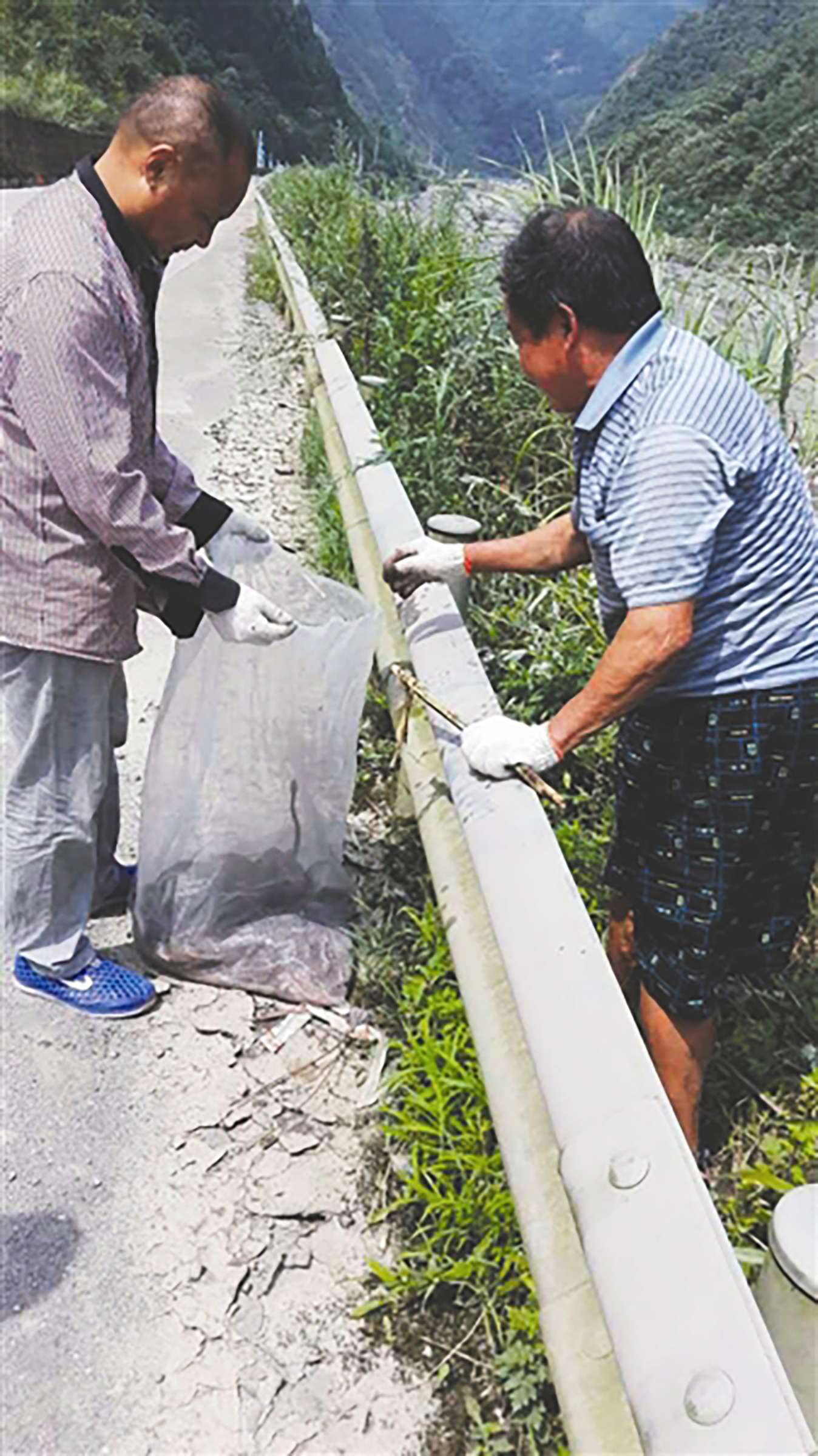 Snakes are gathered from beside a road. Photo: SCMP Pictures