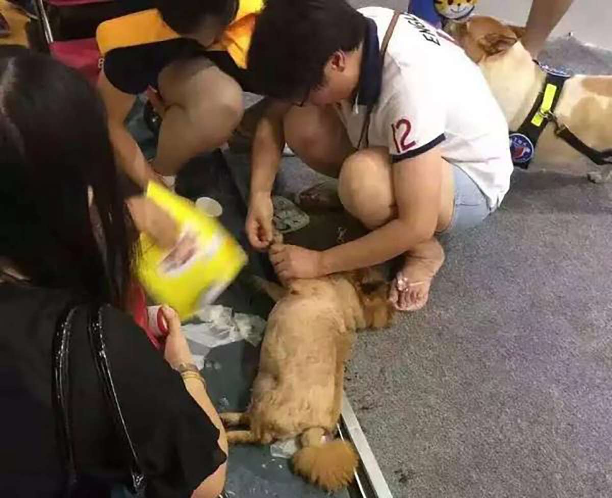 A small dog is treated for heatstroke outside the pet show in Shanghai. Photo: SCMP Pictures