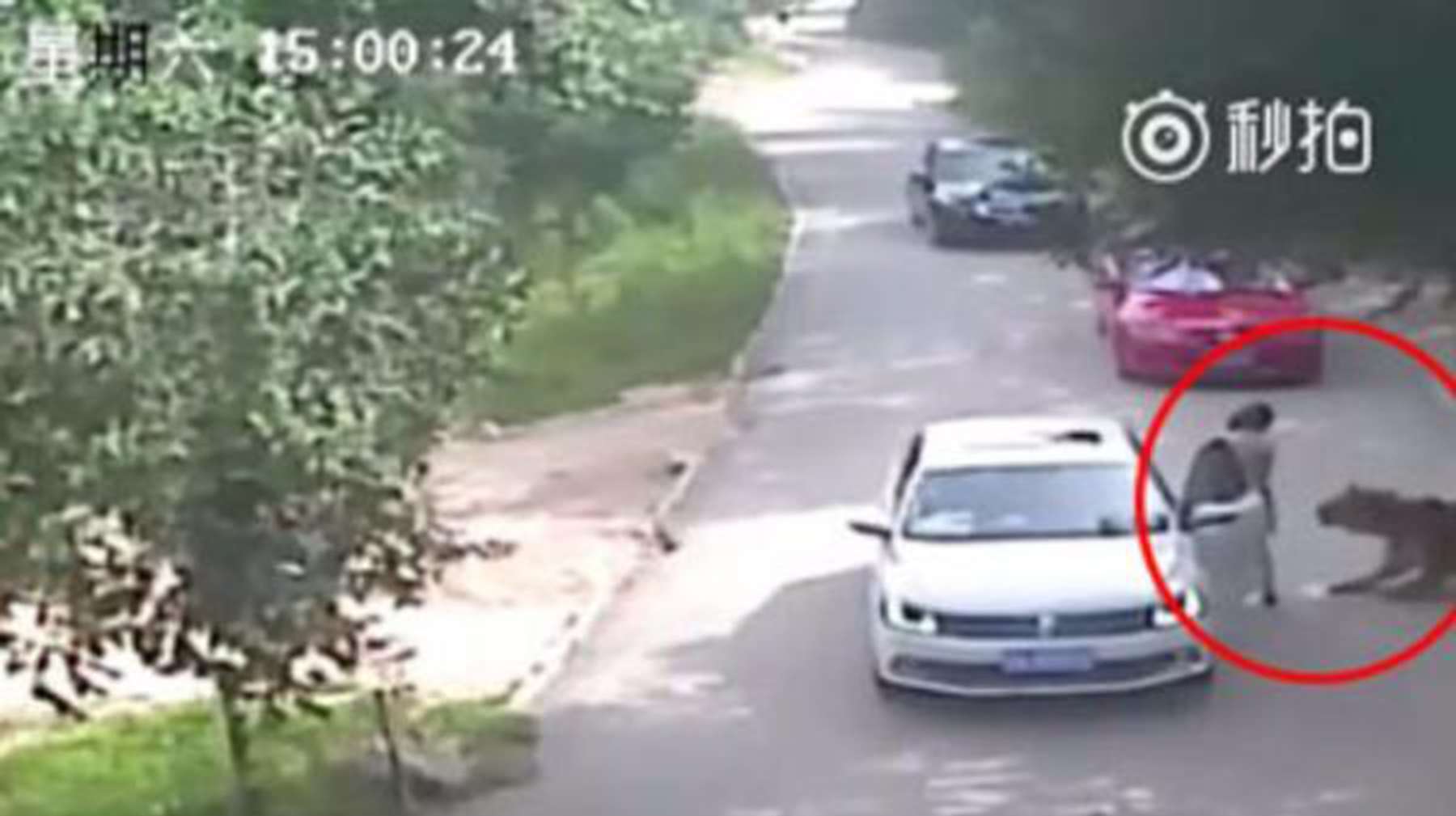 Surveillance footage shows a tiger attacking a woman in a Beijing wildlife park. Photo: SCMP Pictures
