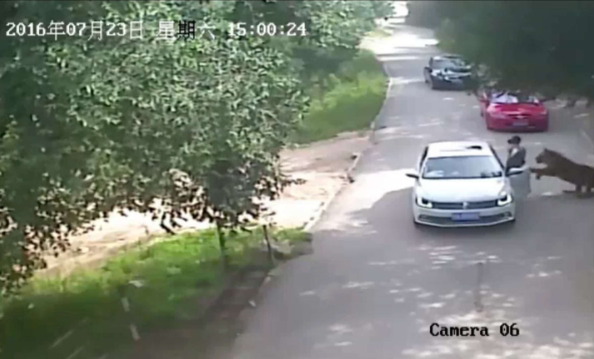 Security footage shows a woman who had left her car at Badaling Wildlife World on July 23, seconds before she was dragged away by a tiger. Photo: AFP