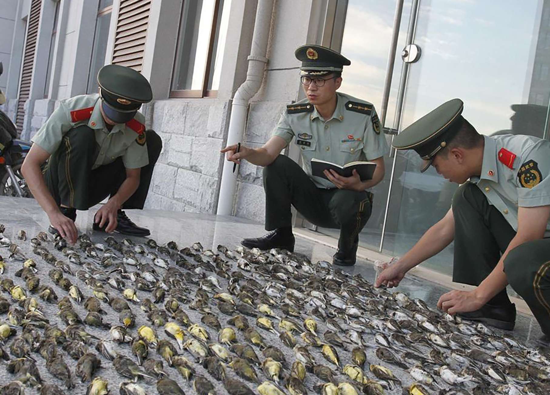 Police count the poisoned birds. Photo: SCMP Pictures
