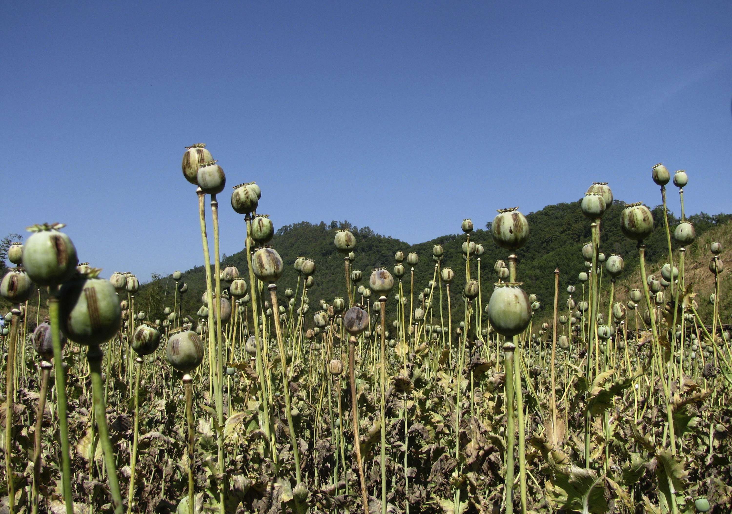 Opium poppies stand after being harvested at a field in Myanmar's Shan State. Photo: AP