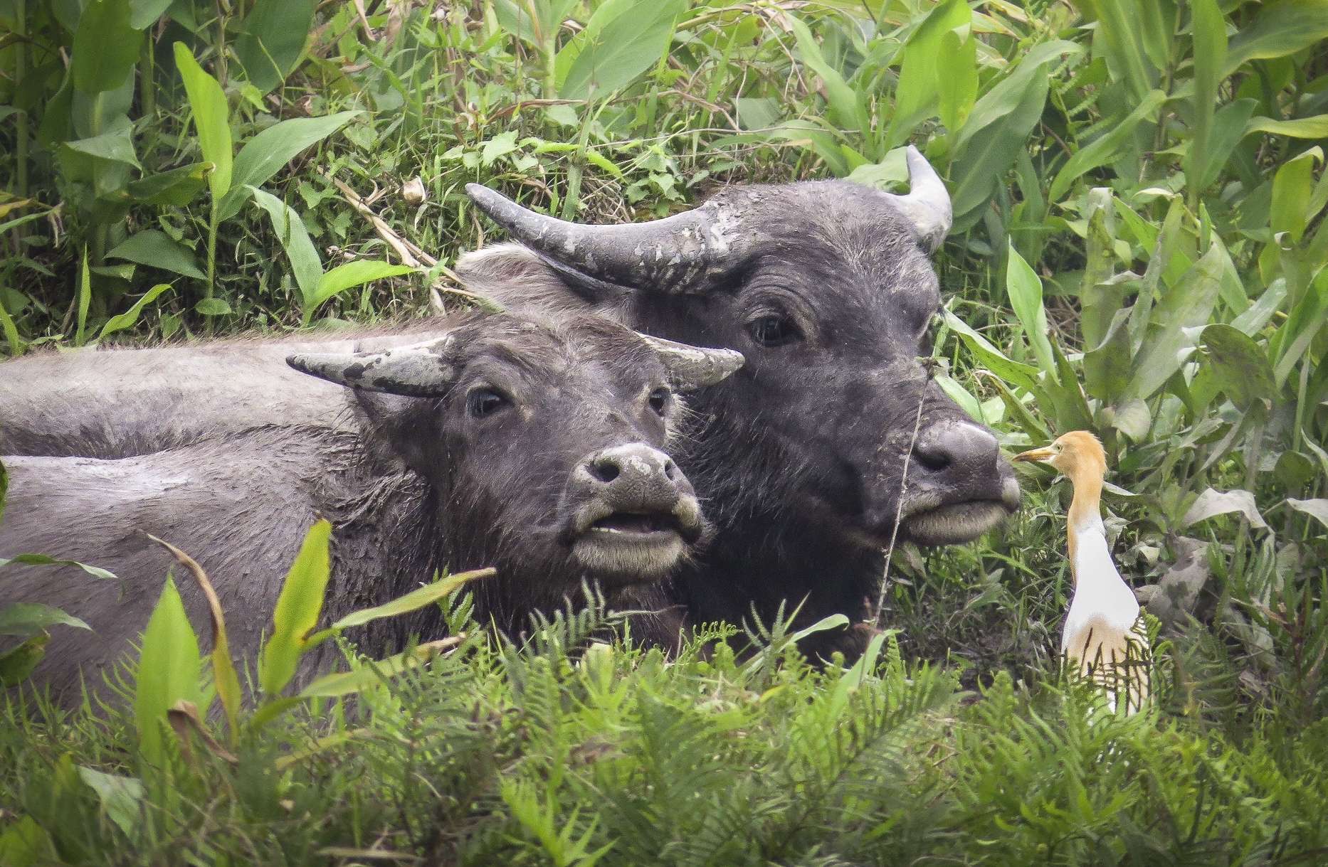 Feral buffaloes in Mui Wo. Photo: Natasha Ramsey
