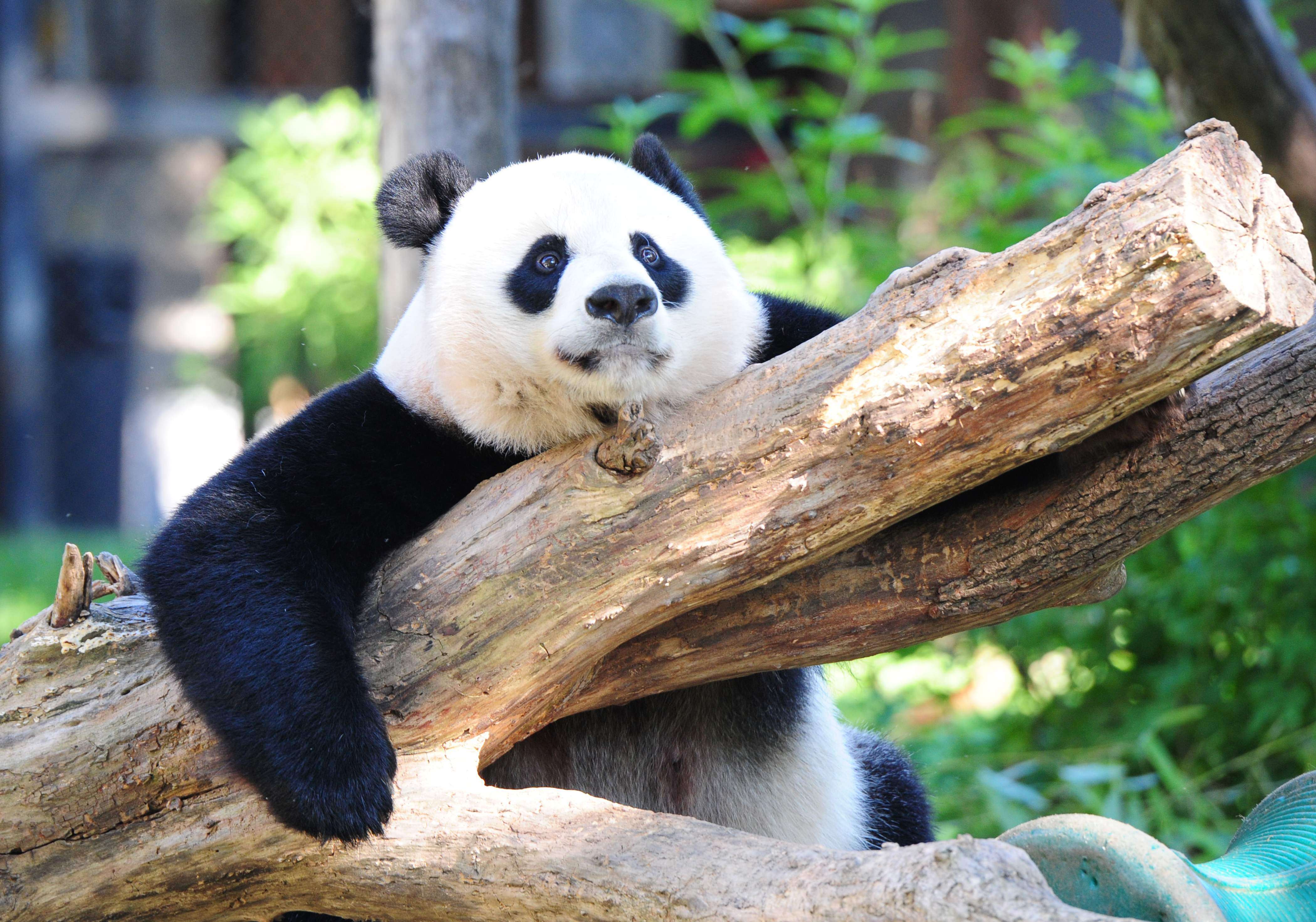 Giant pandas taken off global 'endangered' list as population rebounds |  South China Morning Post