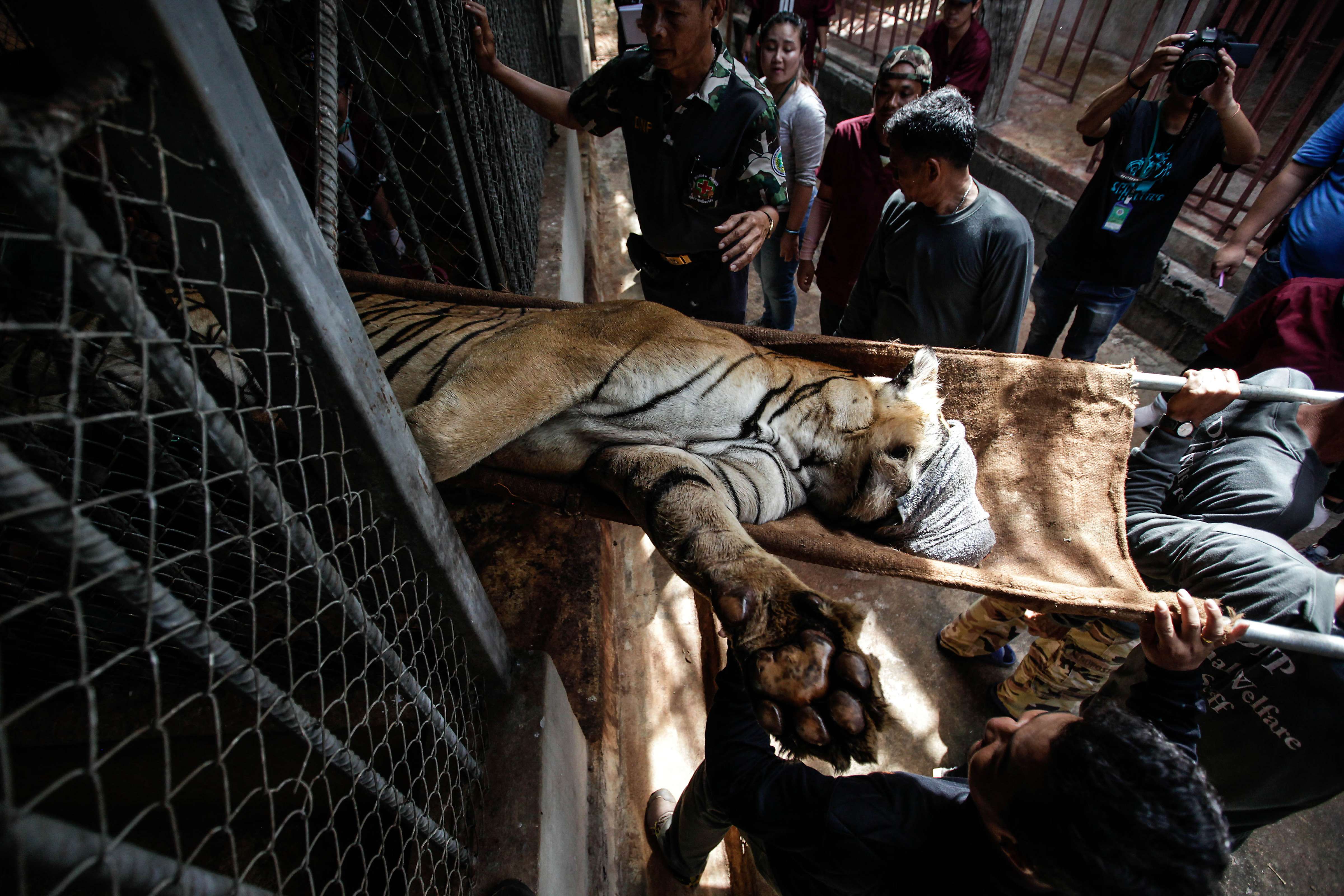A sedated tiger is removed from Wat Pha Luang Ta Bua, or Tiger Temple, in Thailand’s Kanchanaburi province, during the raid in June. Pictures: Dario Pignatelli