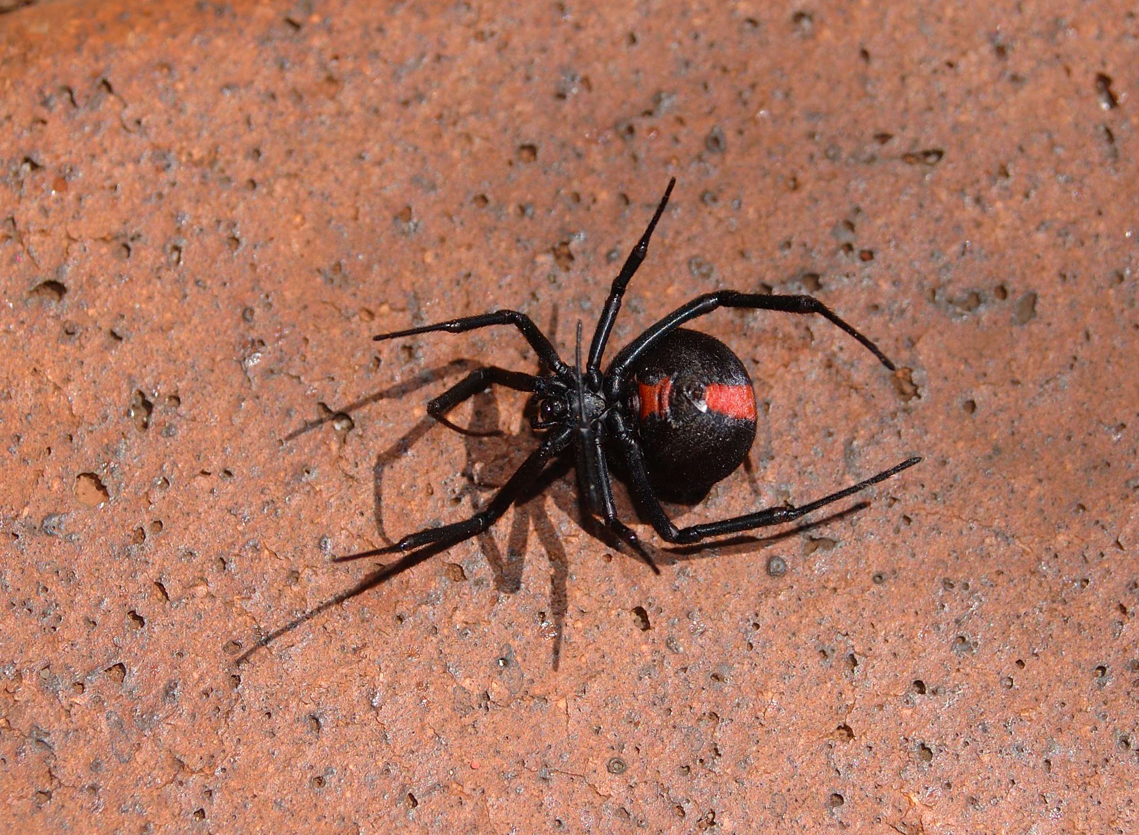 immature western black widow