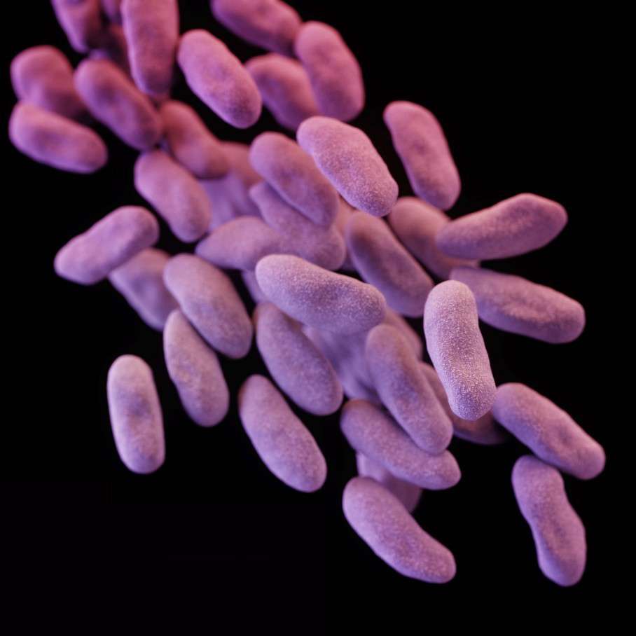 A 3-D computer-generated image of a group of antibiotic-resistant bacteria or “superbug”. Photo: AP/US Centers for Disease Control