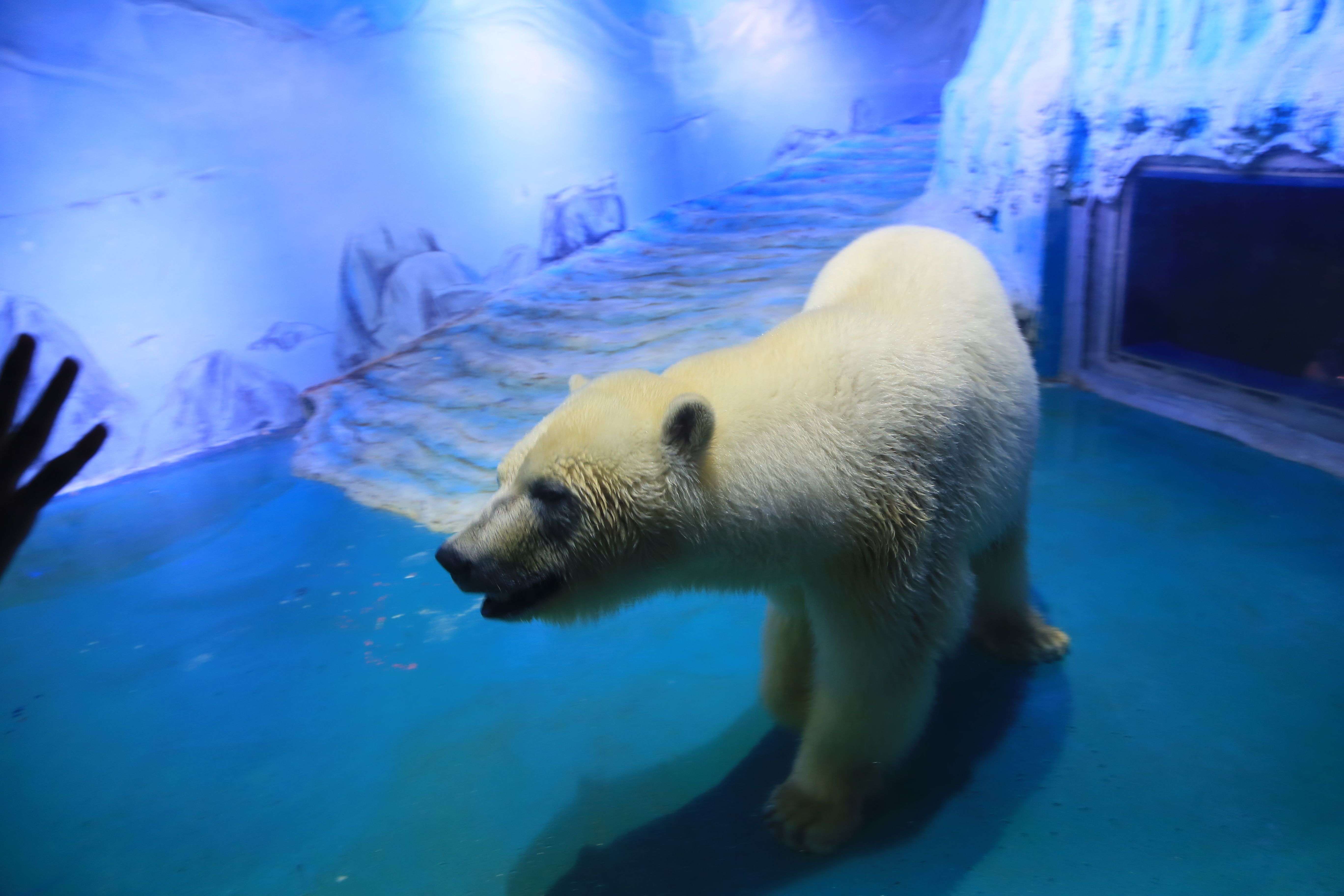 World's saddest polar bear' must be removed from display at Chinese shopping mall, say campaigners | South China Morning Post World's saddest polar bear' must be removed from display at Chinese shopping mall, say campaigners | South China Morning Post