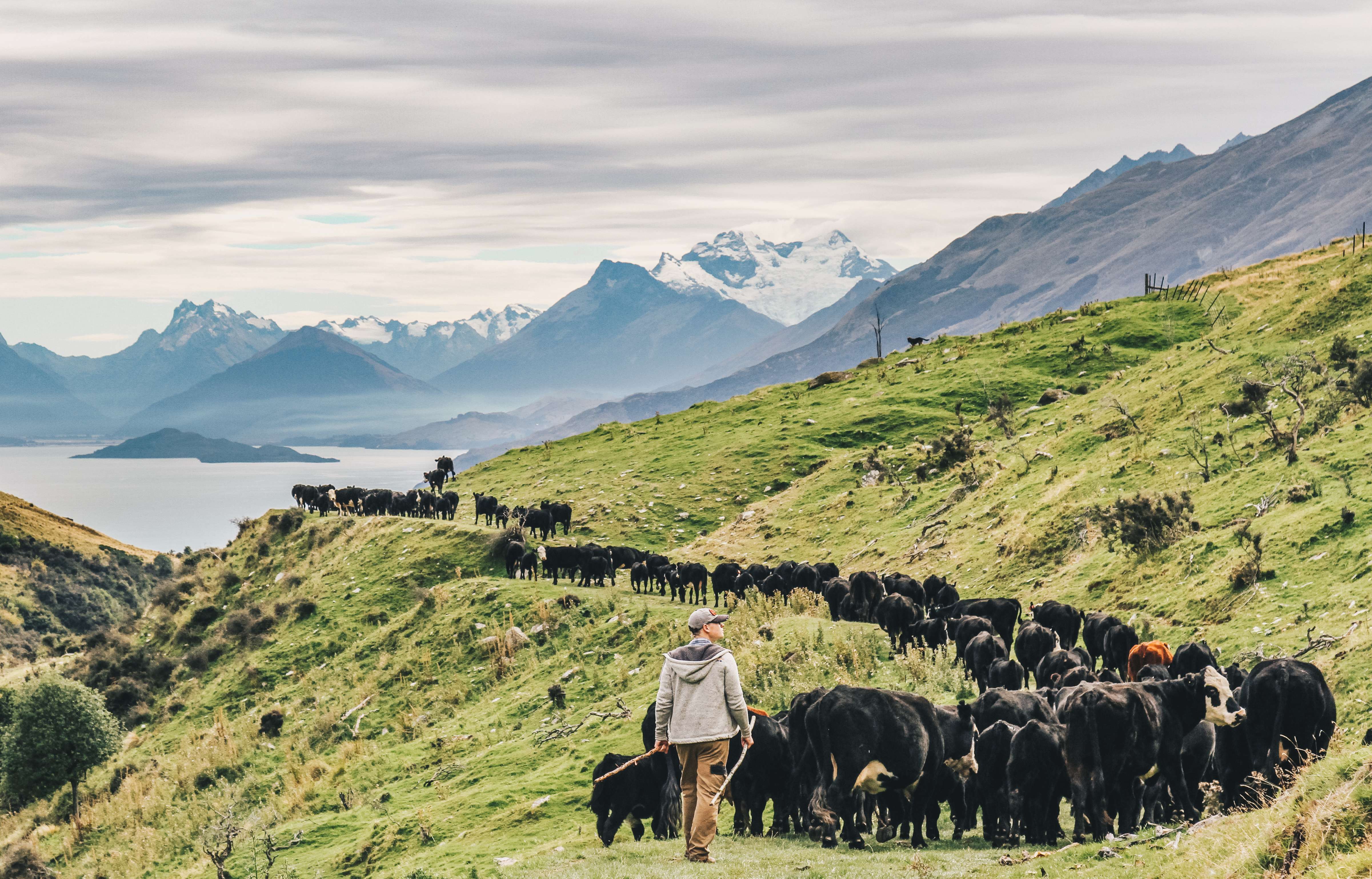 Volunteer farmhand Scott musters cows and calves at Walter Peak Station, Queenstown, New Zealand. Photo: Valerie Teh