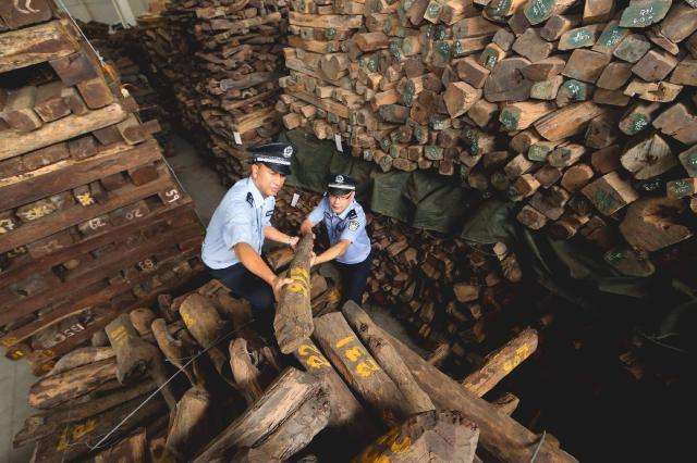 Customs officials in Guangzhou check seized hardwood timber worth an estimated 1.05 billion yuan, in 2014. Photo: Cites Secretariat