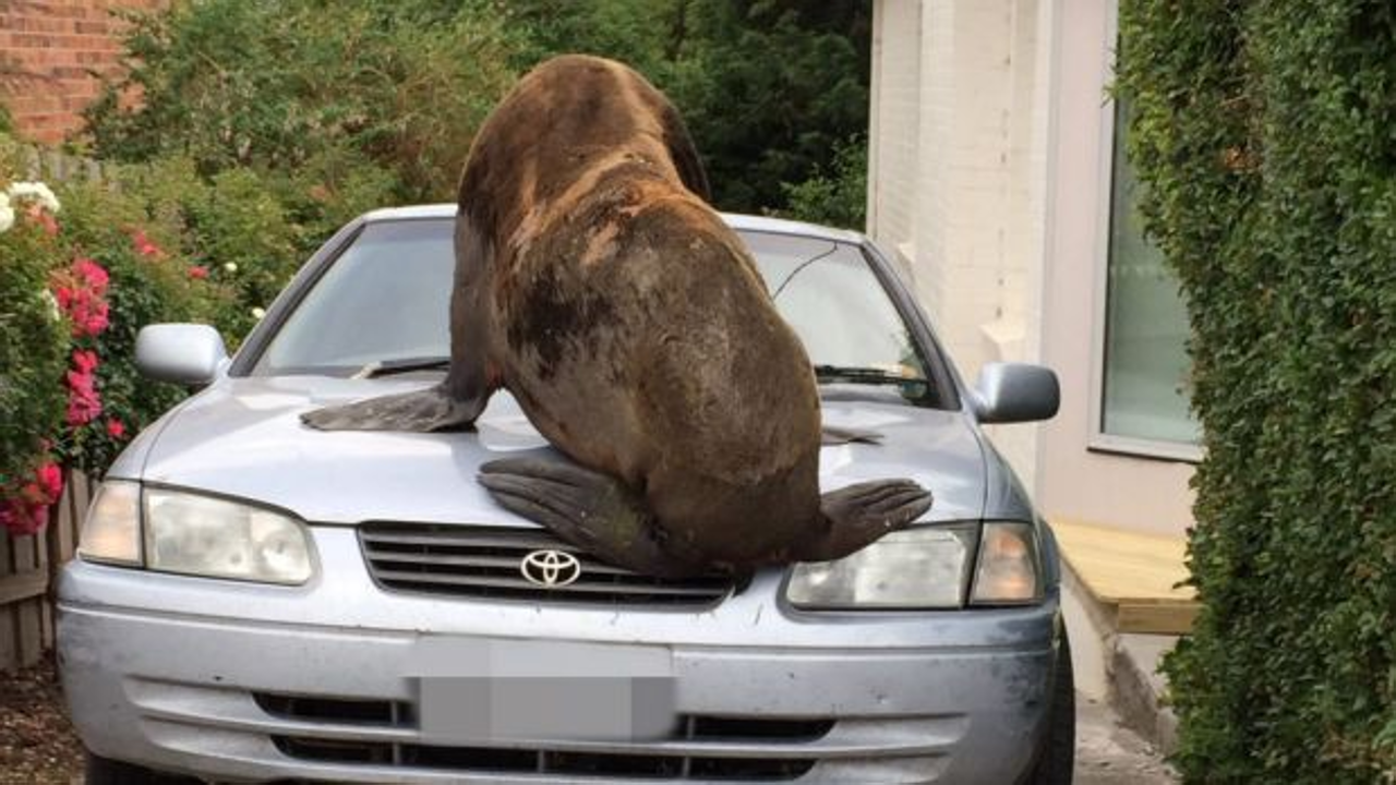The seal climbed onto the bonnet of a car, leaving significant damage. Photo: Tasmania Police