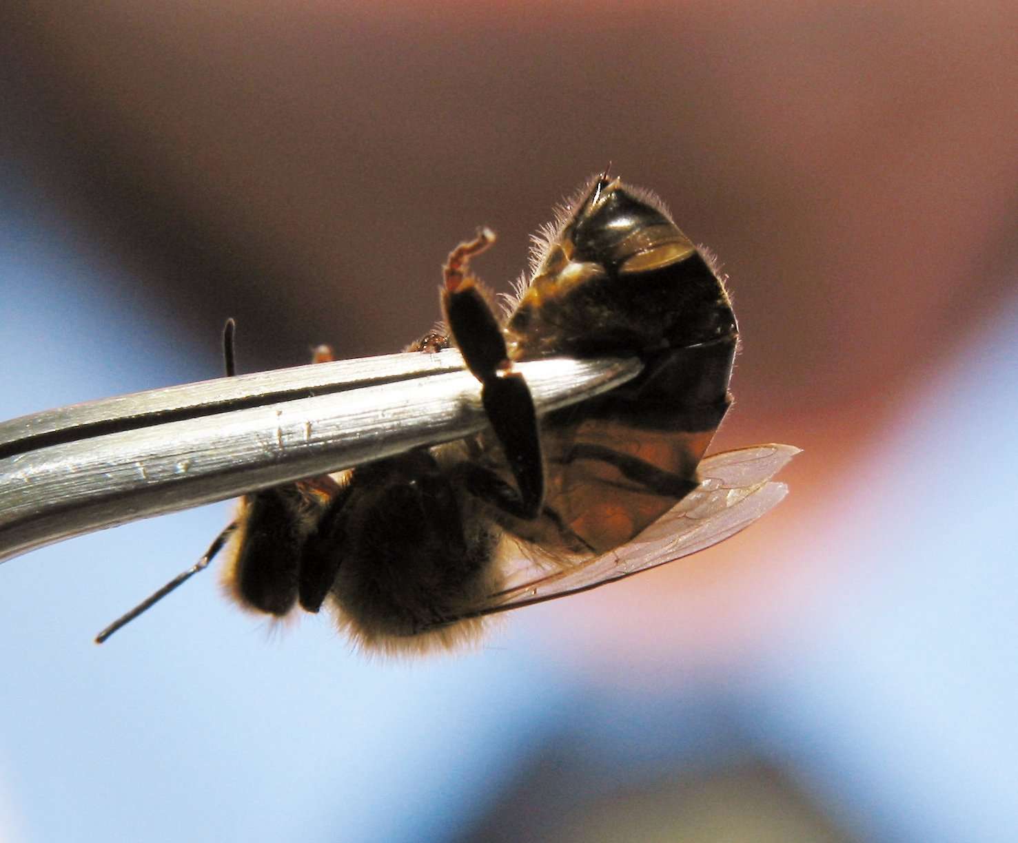 A bee. Photo: SCMP/Peter Leung