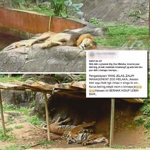 A screen grab of the Facebook post which claimed that animals in Melaka Zoo were abused. Photo: Facebook