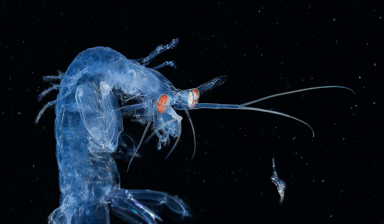 In pictures: Stunning shots from Underwater Photographer of the Year ...