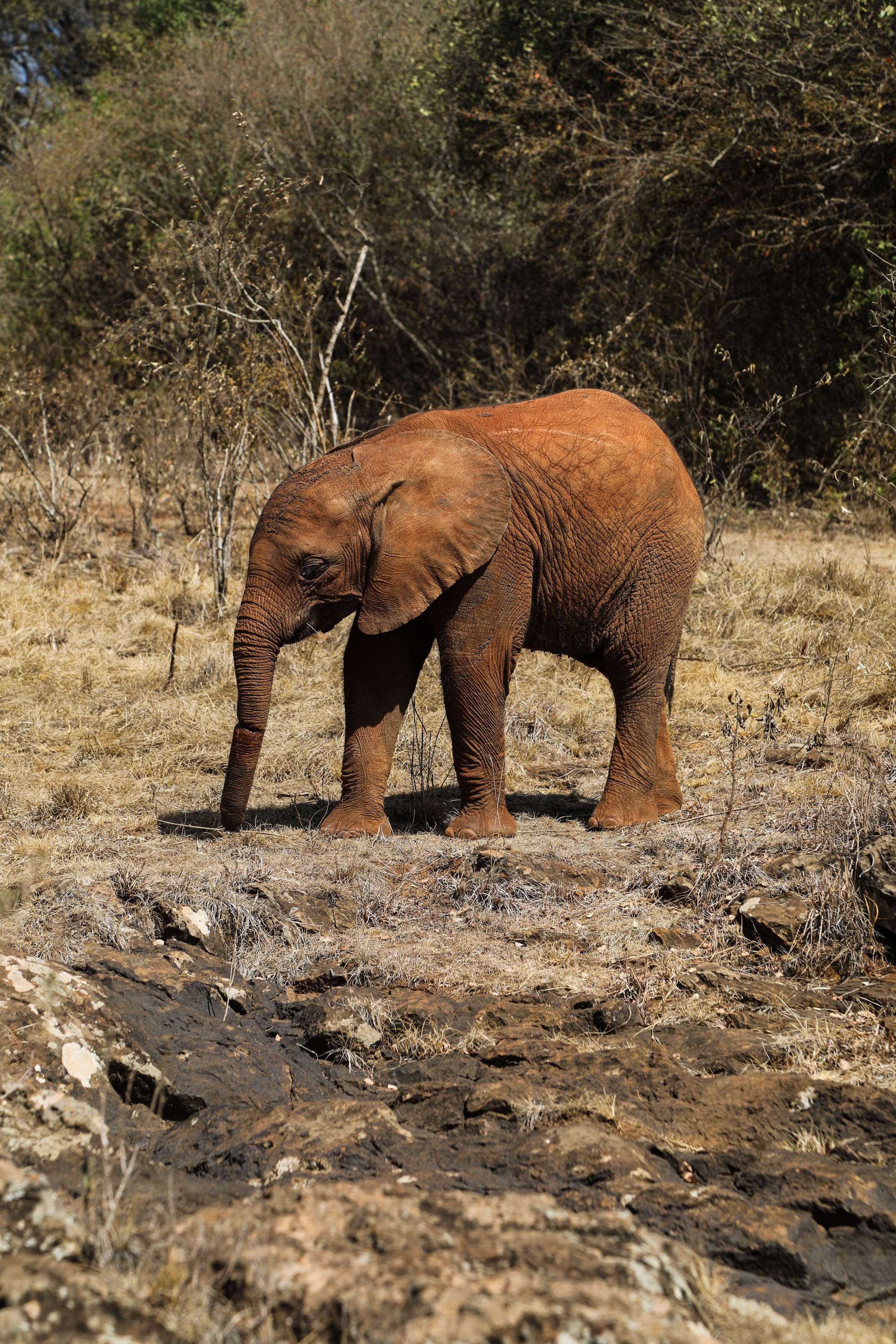 Badly injured baby elephant Enkesha was rescued from the Maasai Mara and flown to Nairobi for an operation to try and save her severed trunk. Here are the latest pictures of her recovery
