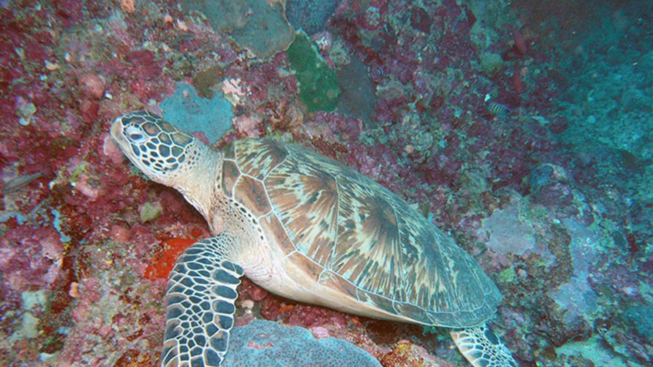 The Hawksbill, considered by many to be the most beautiful of all sea turtle species for their colourful shells, is a critically endangered species. Photo: New Straits Times