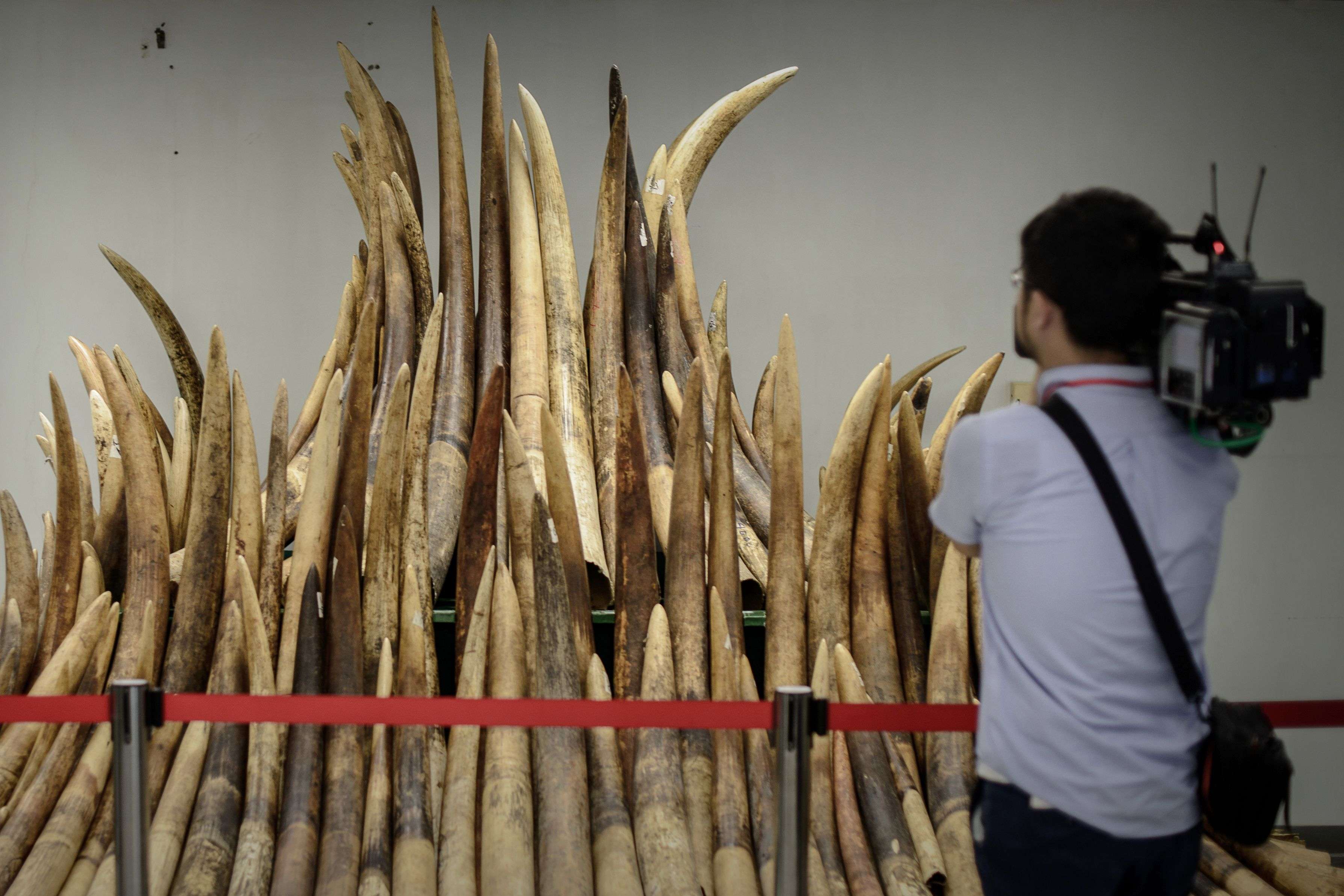 A cameraman in Hong Kong films seized ivory tusks prior to their incineration in 2014. Apart from being a major transit conduit for ivory, Hong Kong also boasts one of the world’s largest remaining ivory retail markets. Photo: AFP