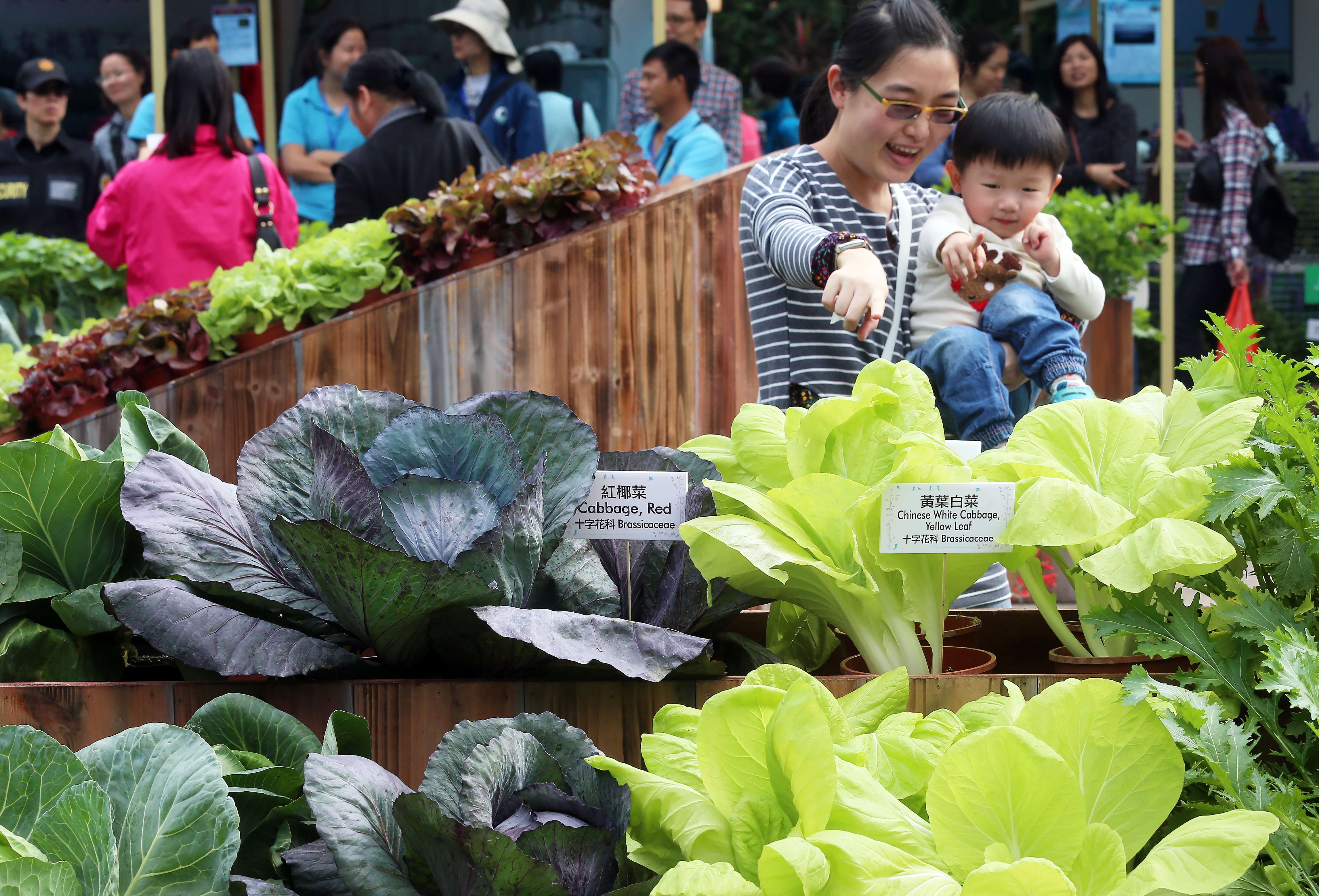 Families enjoy the opening day of Farmfest 2016 at Fa Hui Park in Mong Kok, on January 7 last year. The city’s largest outdoor farmers’ market is organised by the Agriculture, Fisheries and Conservation Department and aims to promote these sectors. Photo: K. Y. Cheng