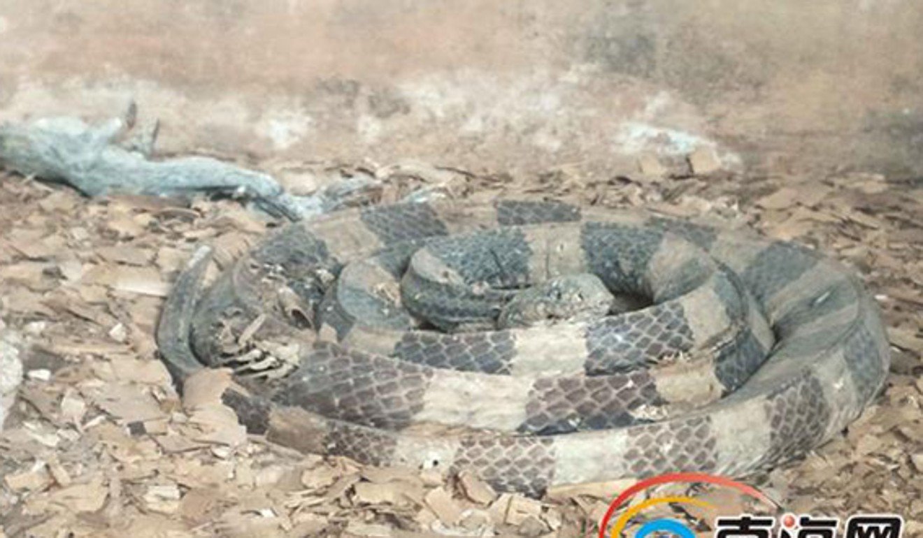 The snake was alive but did not move in its box. Photo: Handout