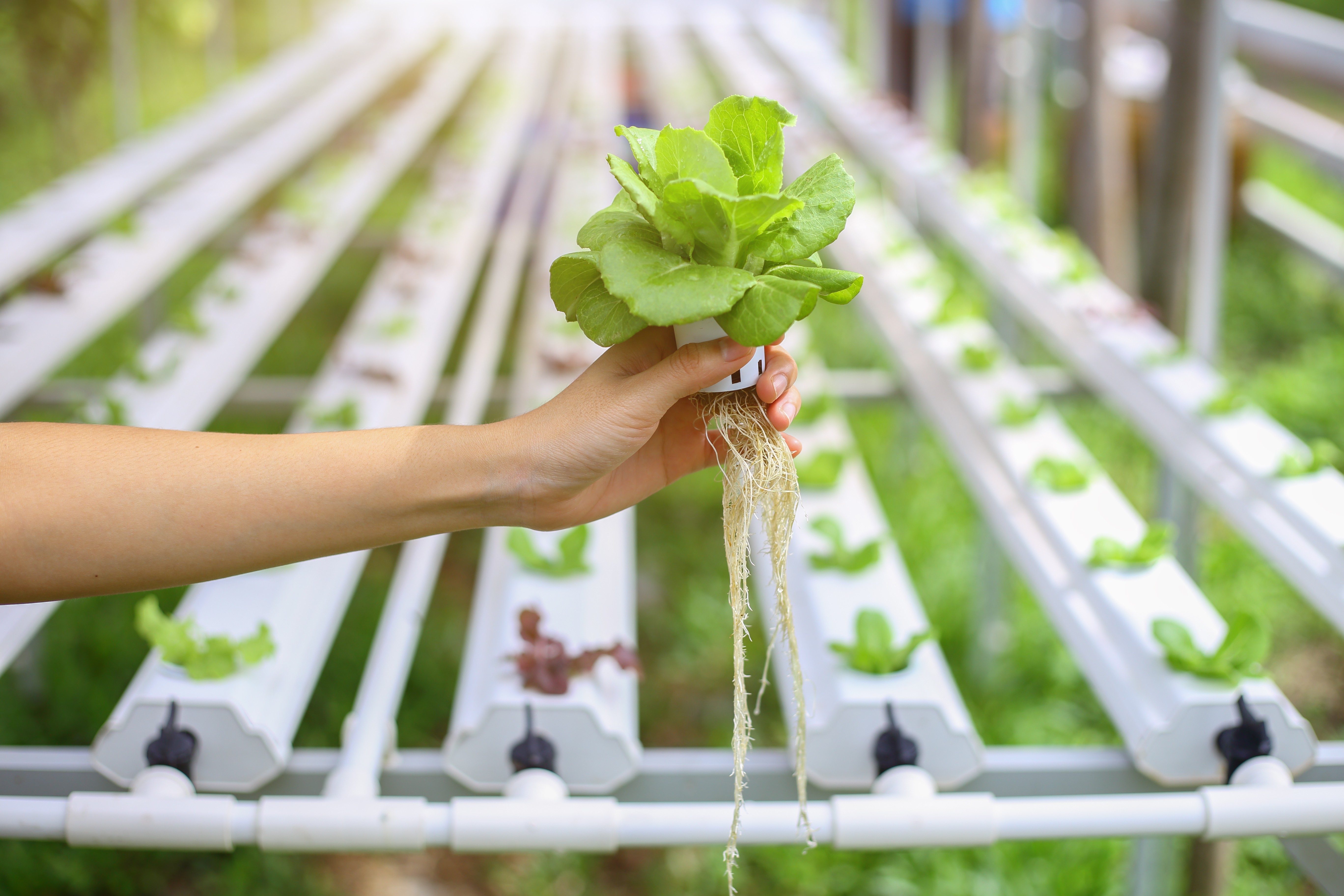 Japanese experts make a breakthrough in farming technology, using polymer film to grow food