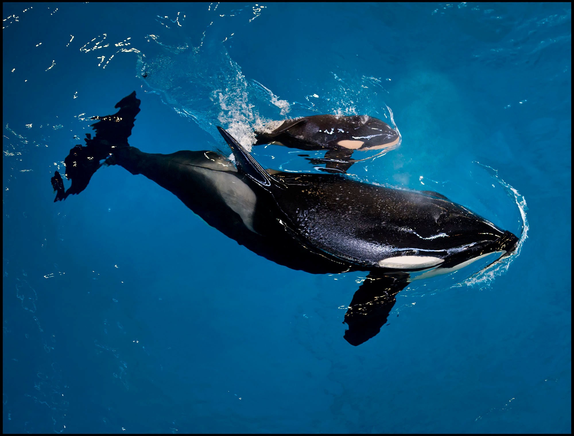 SeaWorld San Antonio’s orca Takara swims with her new calf – the last to be born at a SeaWorld park – in San Antonio, Texas, on April 19. SeaWorld announced last year it was ending its breeding programme for killer whales. Photo: SeaWorld/Handout via Reuters