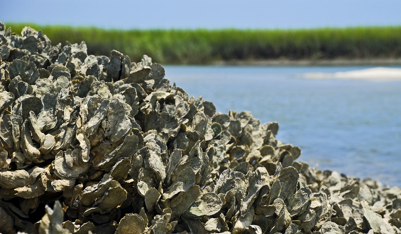 Oyster reefs are important shelters for marine life and can filter pollutants brought to the sea by rivers. Photo: Handout