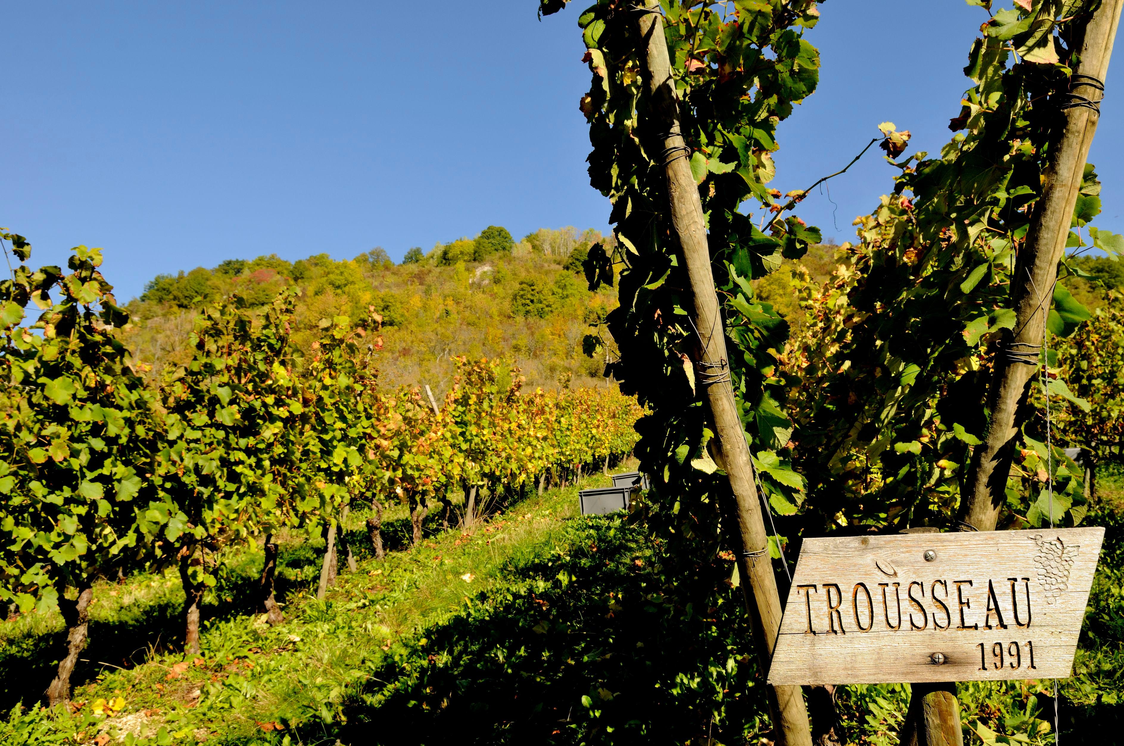 Trousseau is a popular grape in Jura. Photo: Alamy