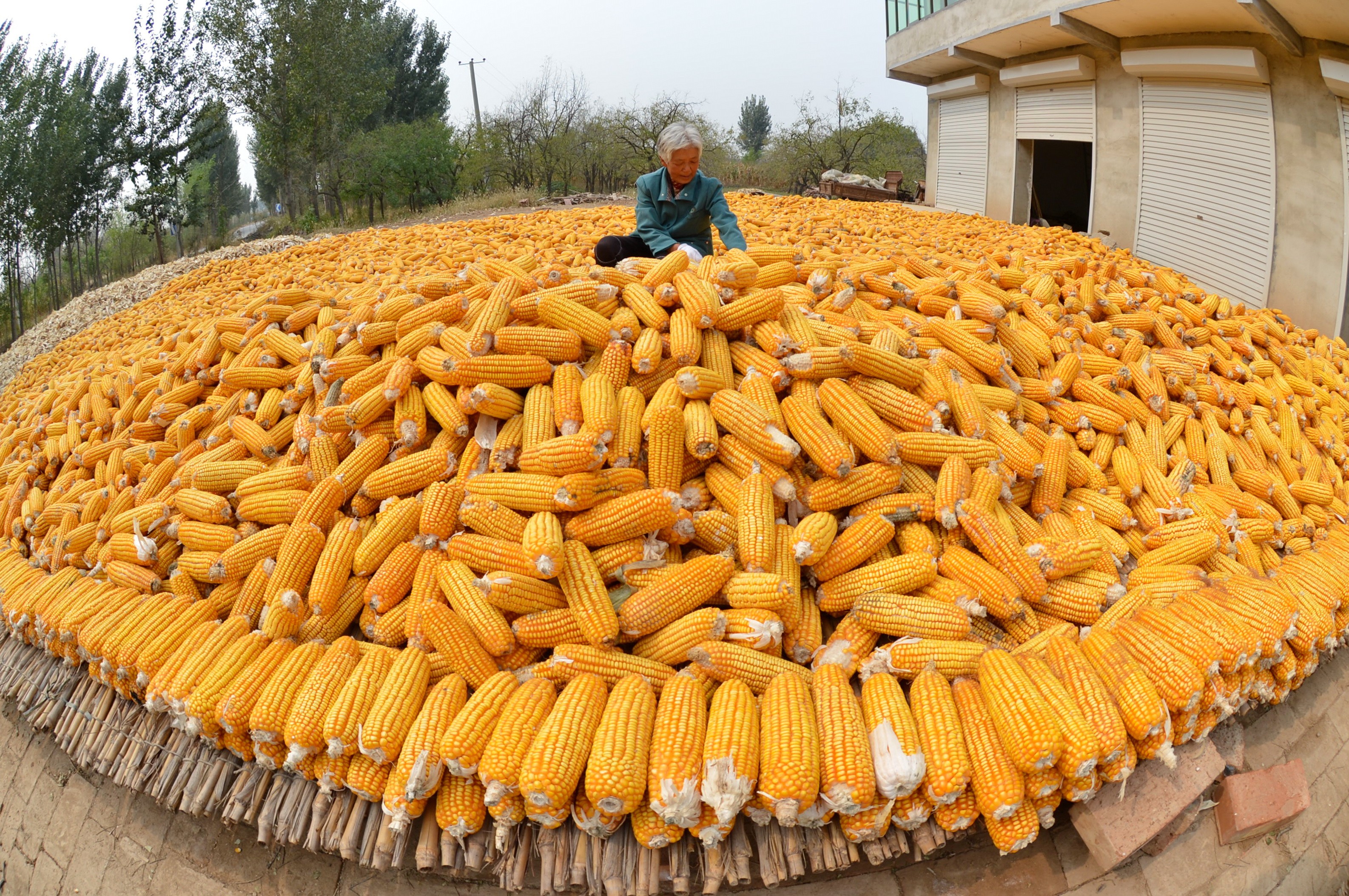 An elderly farmer dries maize in her courtyard in Botou, Hebei province, last October 12. Photo: Xinhua