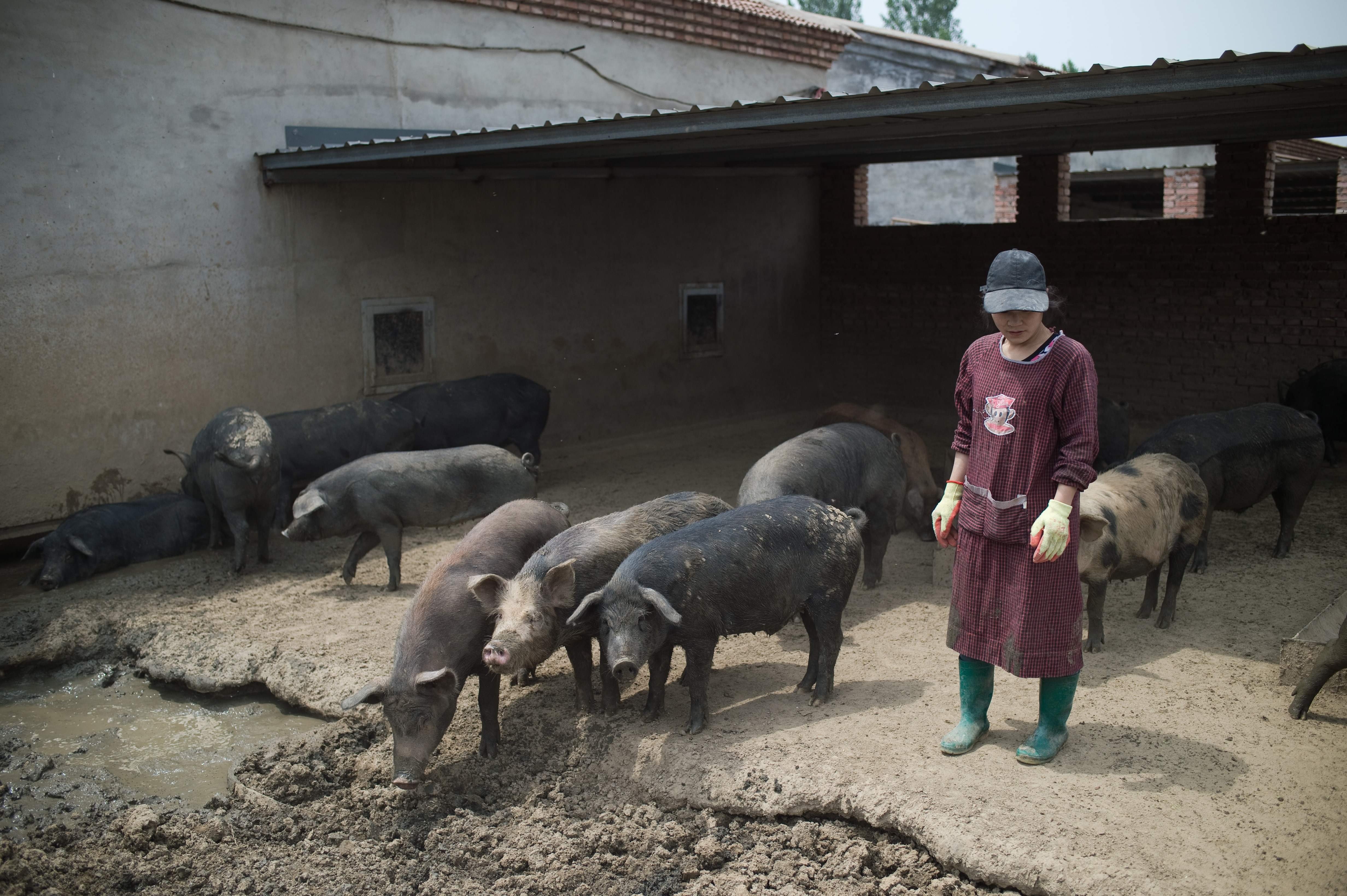 China S Backyard Pig Farmers Squeezed As Sector Scales Up South China Morning Post