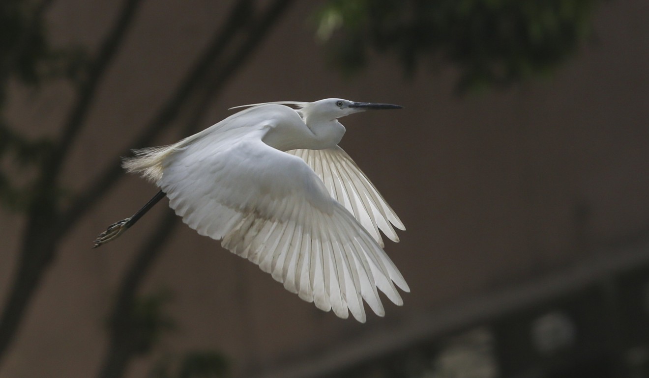 A manager said the birds might benefit from an ‘enriched ecosystem’ because of all the visitors. Photo: Sam Tsang