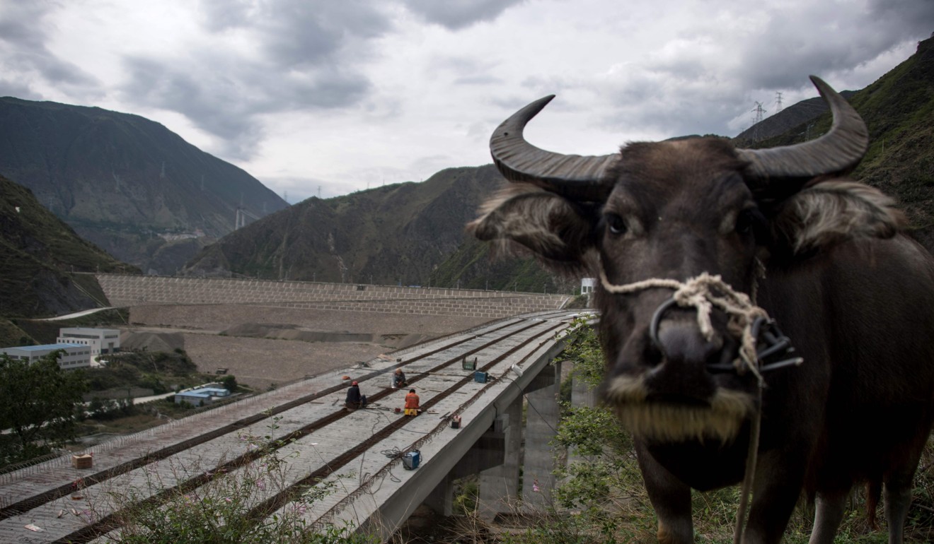 A water buffalo grazing near the dam site at Lianghekou. Photo: AFP