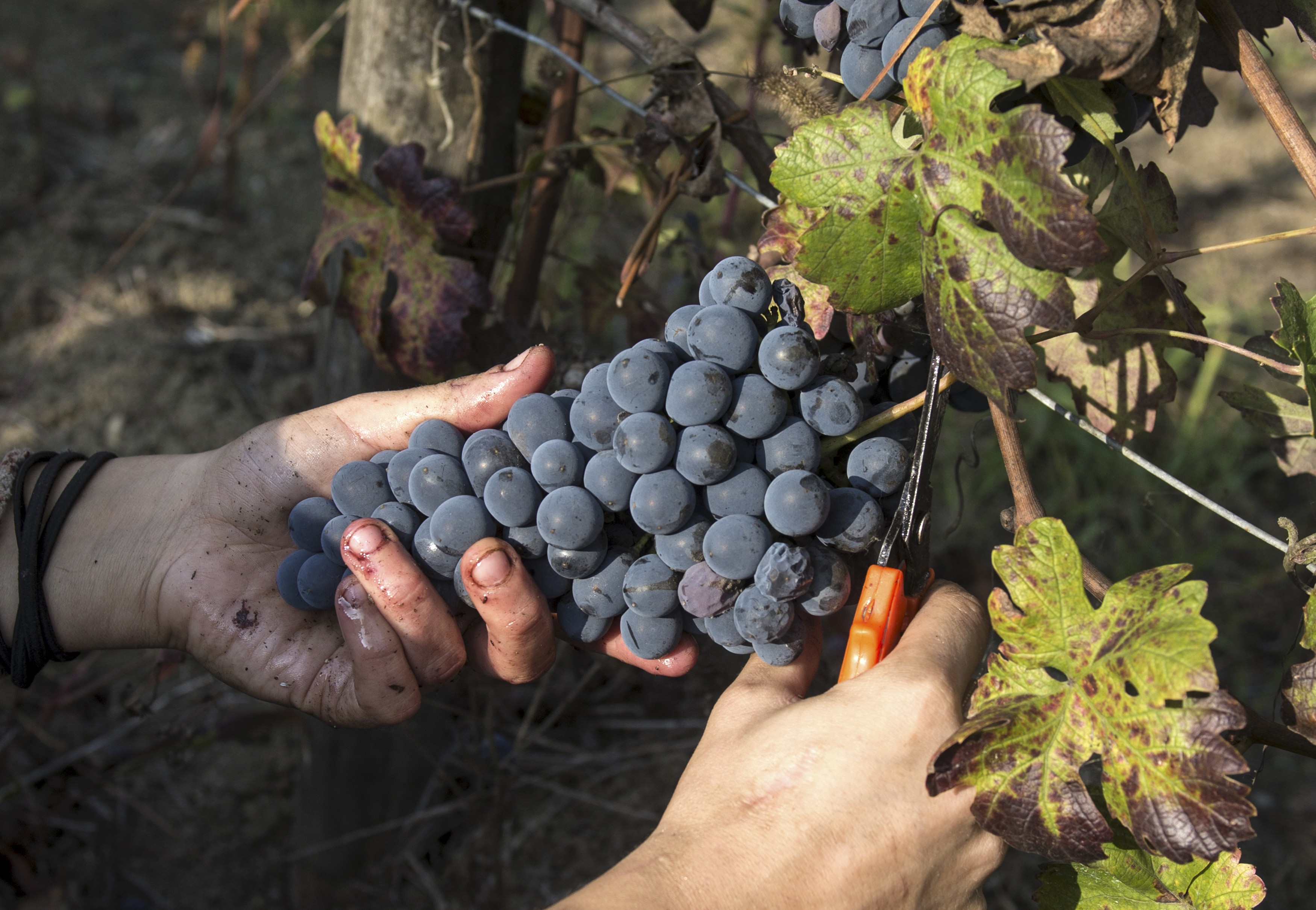 Rioja winemakers including Juan Carlos López de Lacalle produce wines bottled according to terroir- and site-specific character, so feel hampered by labelling grapes as from only one geographical designation. Photo: Shutterstock
