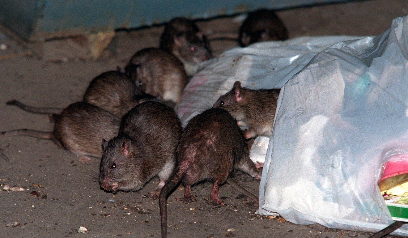 Rats swarm around a bag of garbage in front of a dumpster in New York’s Lower East Side in this file photo. Photo: AP